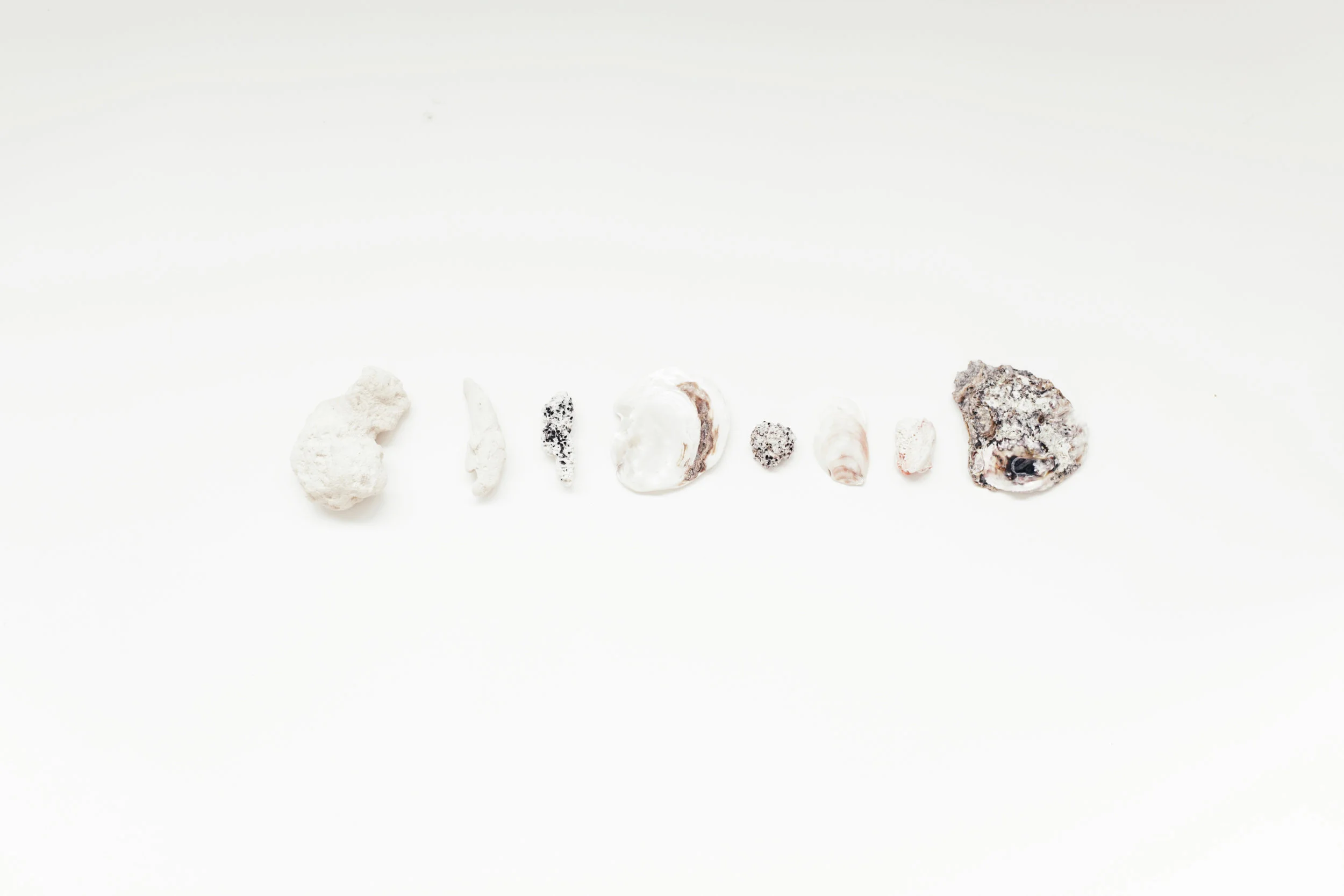 shells - 1 of 3.jpg