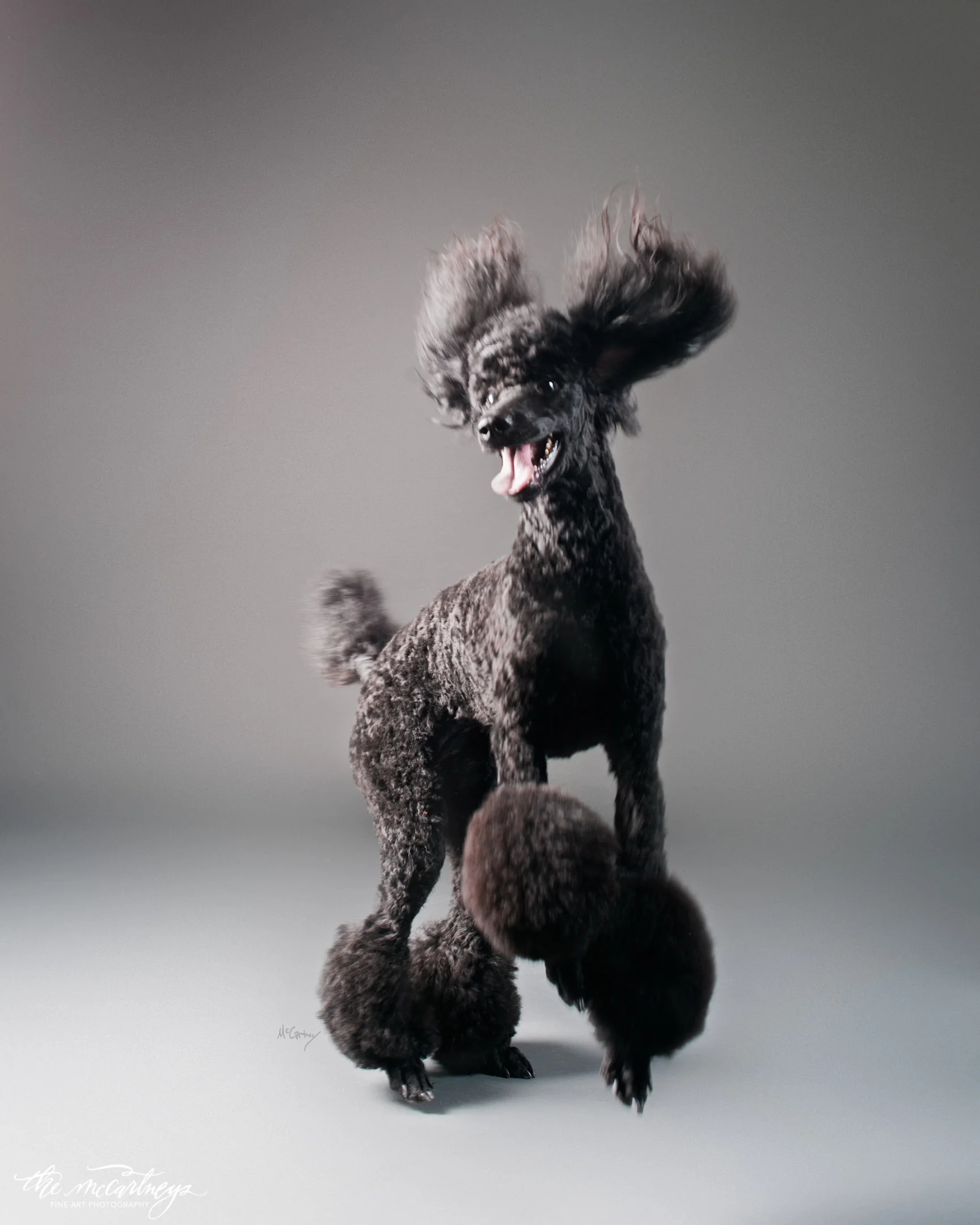 025-PrettyPawsFaves.jpg