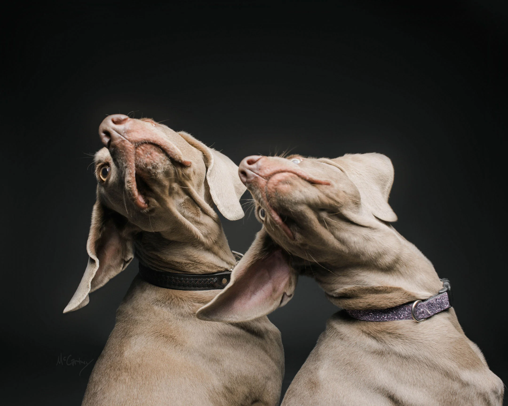 Weimaraners-6868.jpg