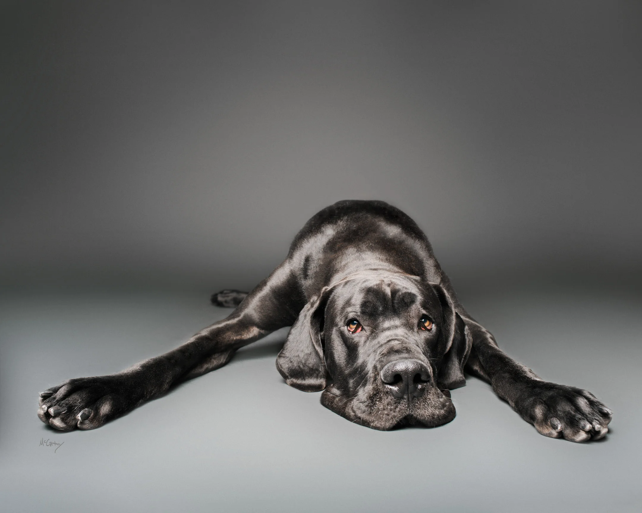 010-PrettyPawsFaves.jpg