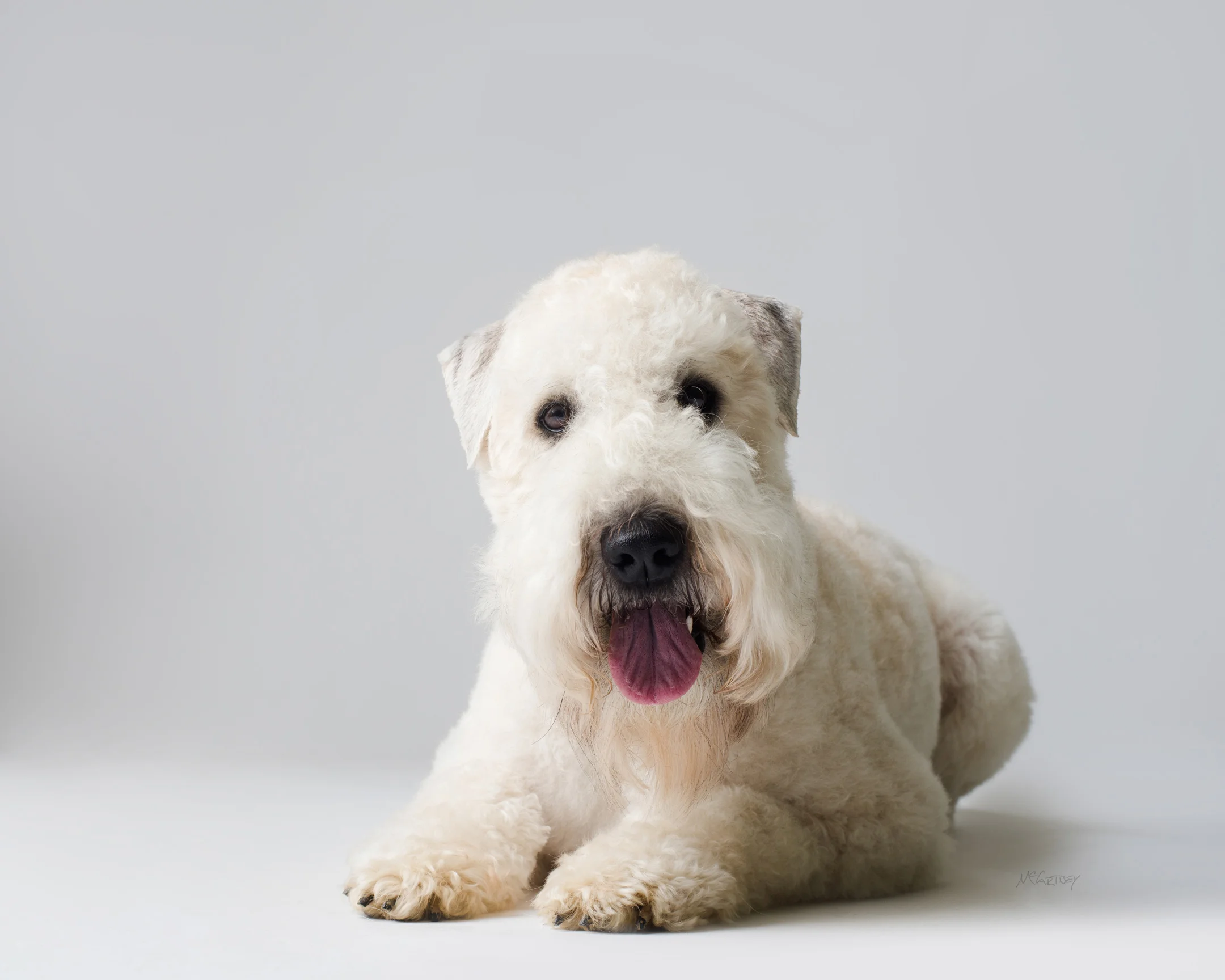 031-PrettyPawsFaves.jpg