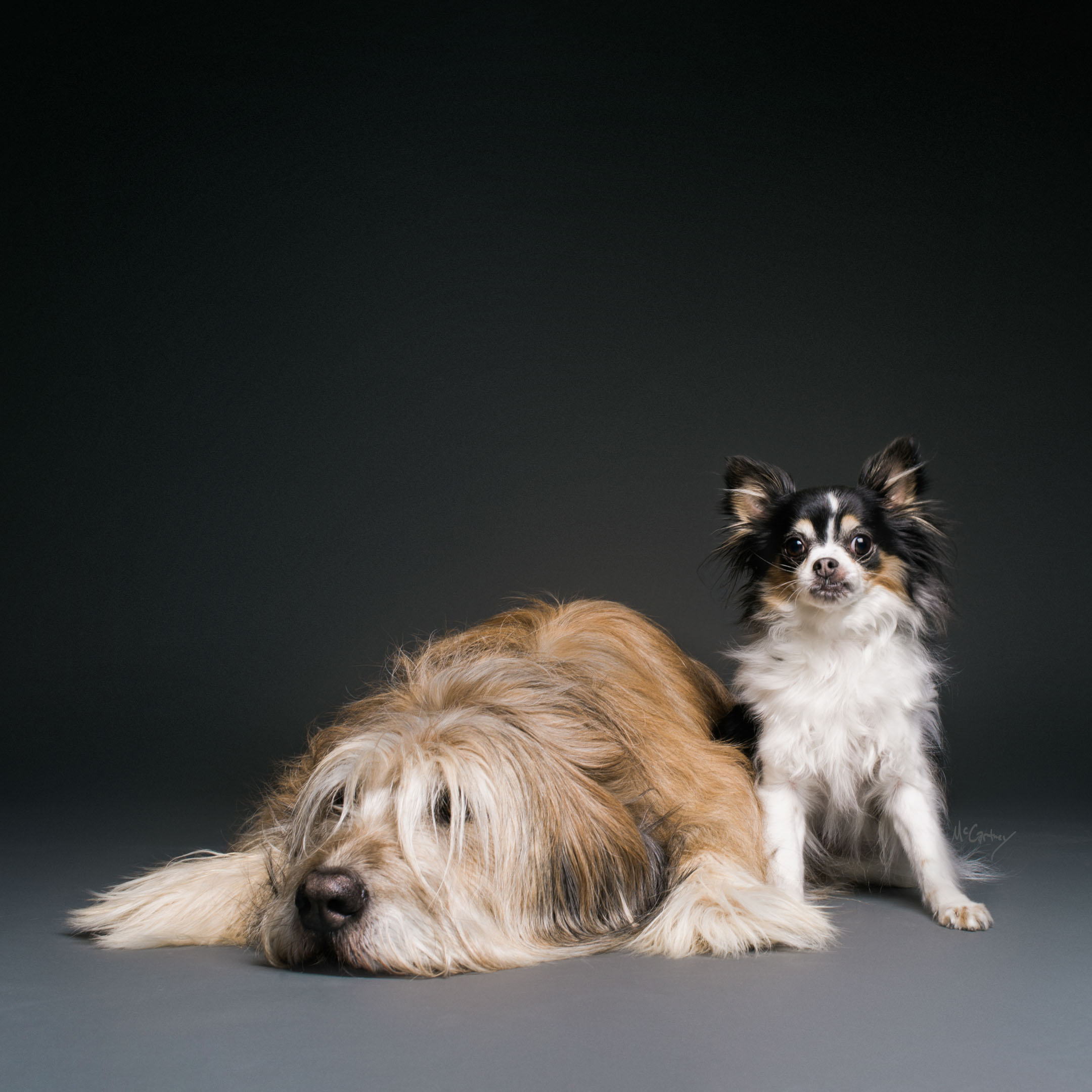 018-PrettyPawsFaves.jpg