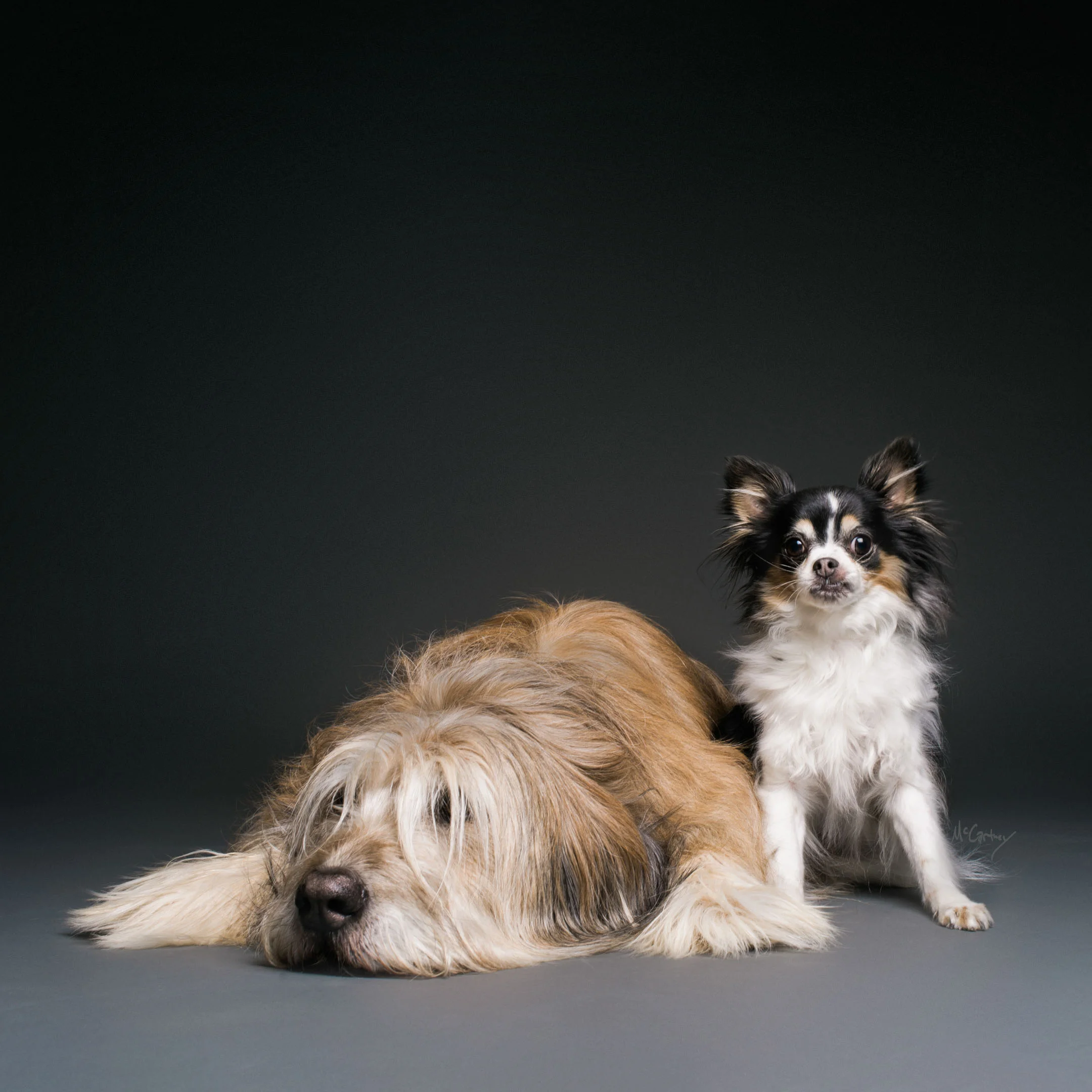 018-PrettyPawsFaves.jpg