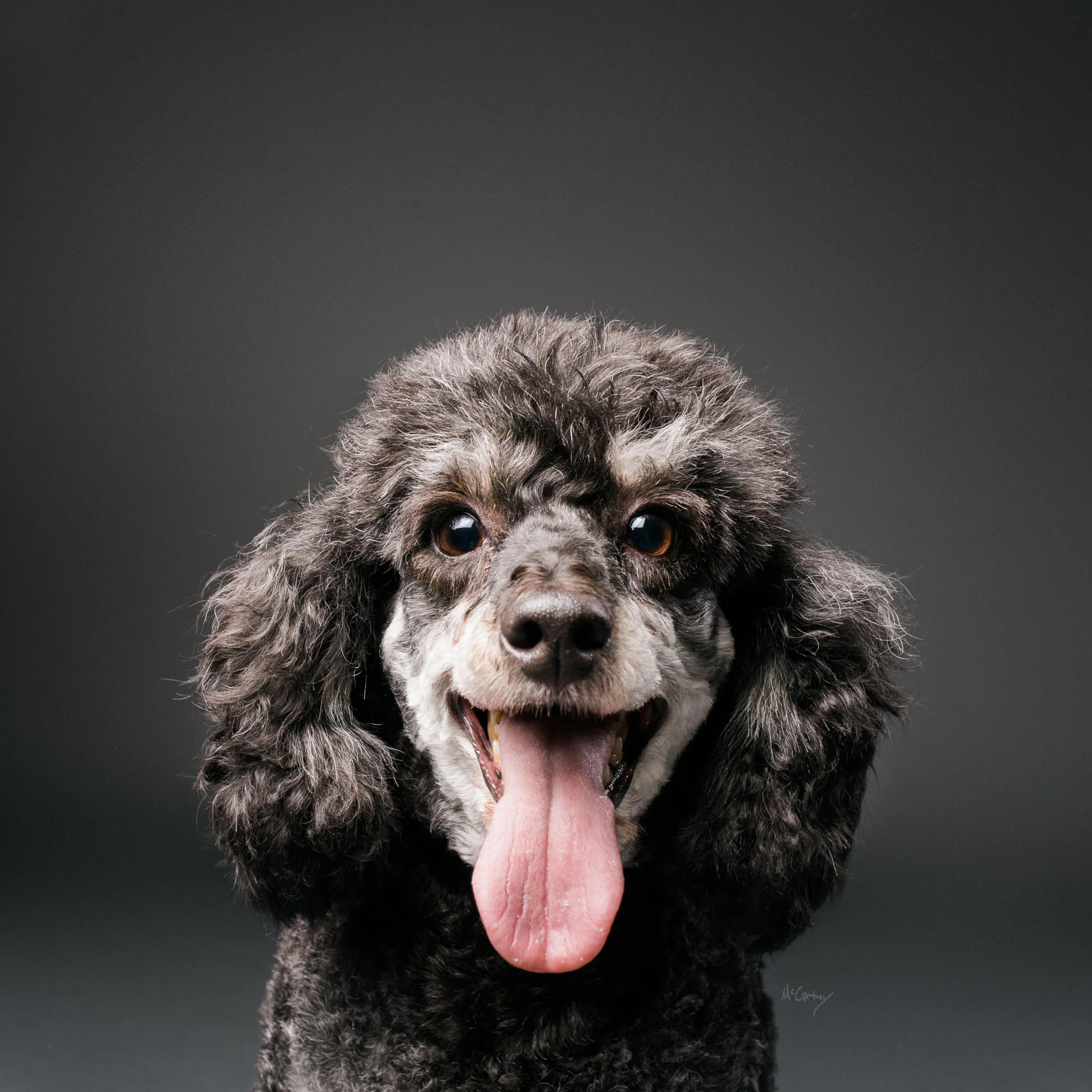 008-PrettyPawsFaves.jpg