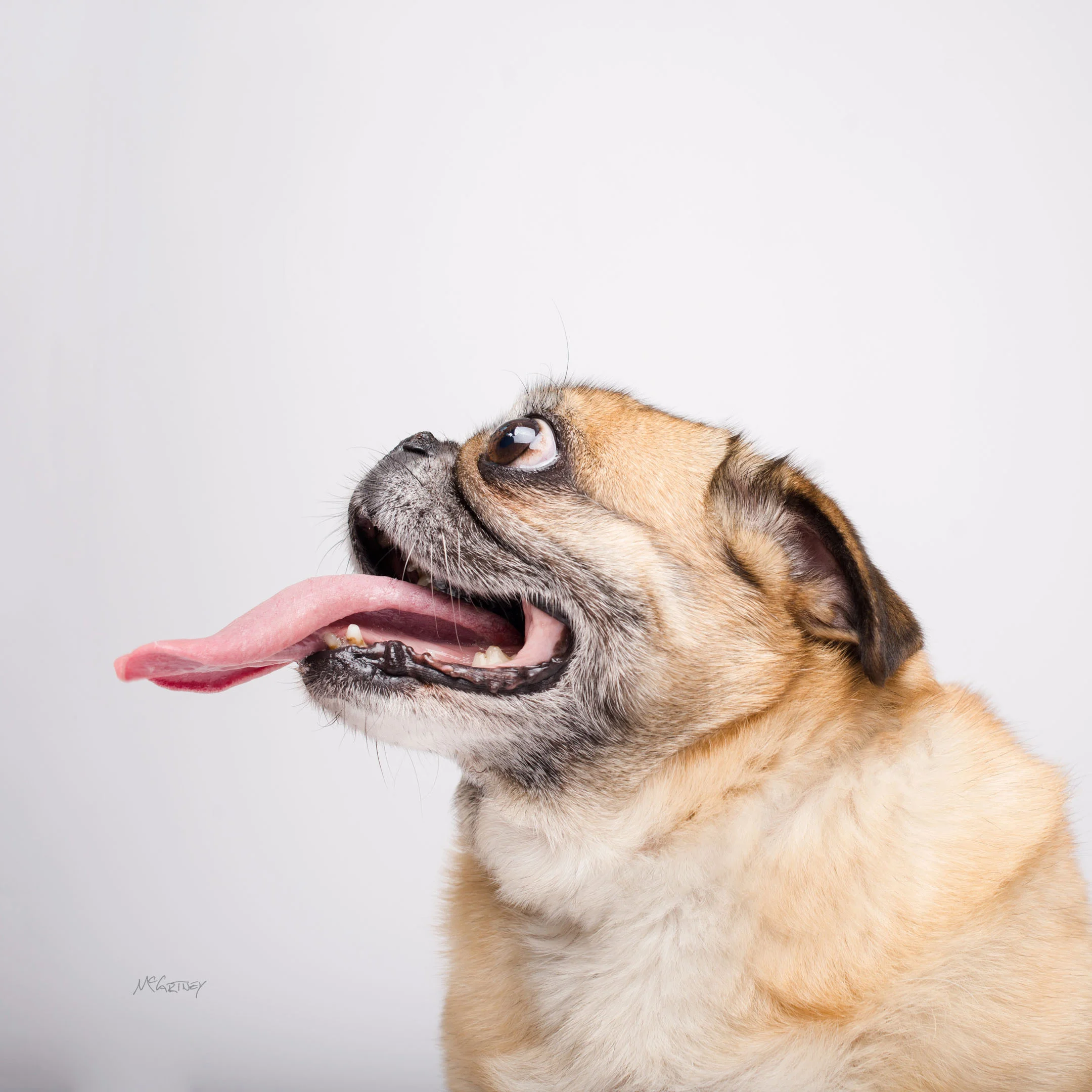 022-PrettyPawsFaves.jpg