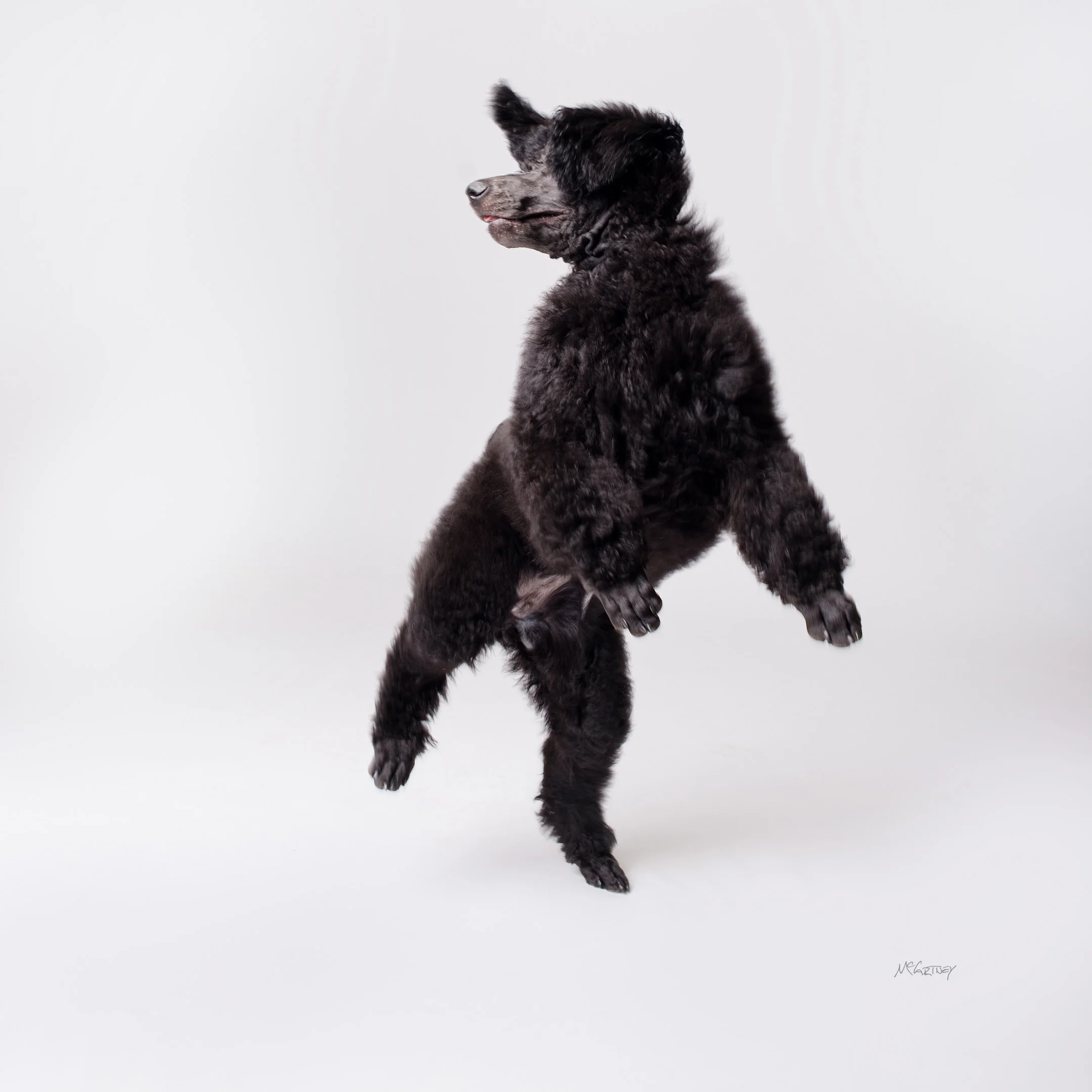015-PrettyPawsFaves.jpg