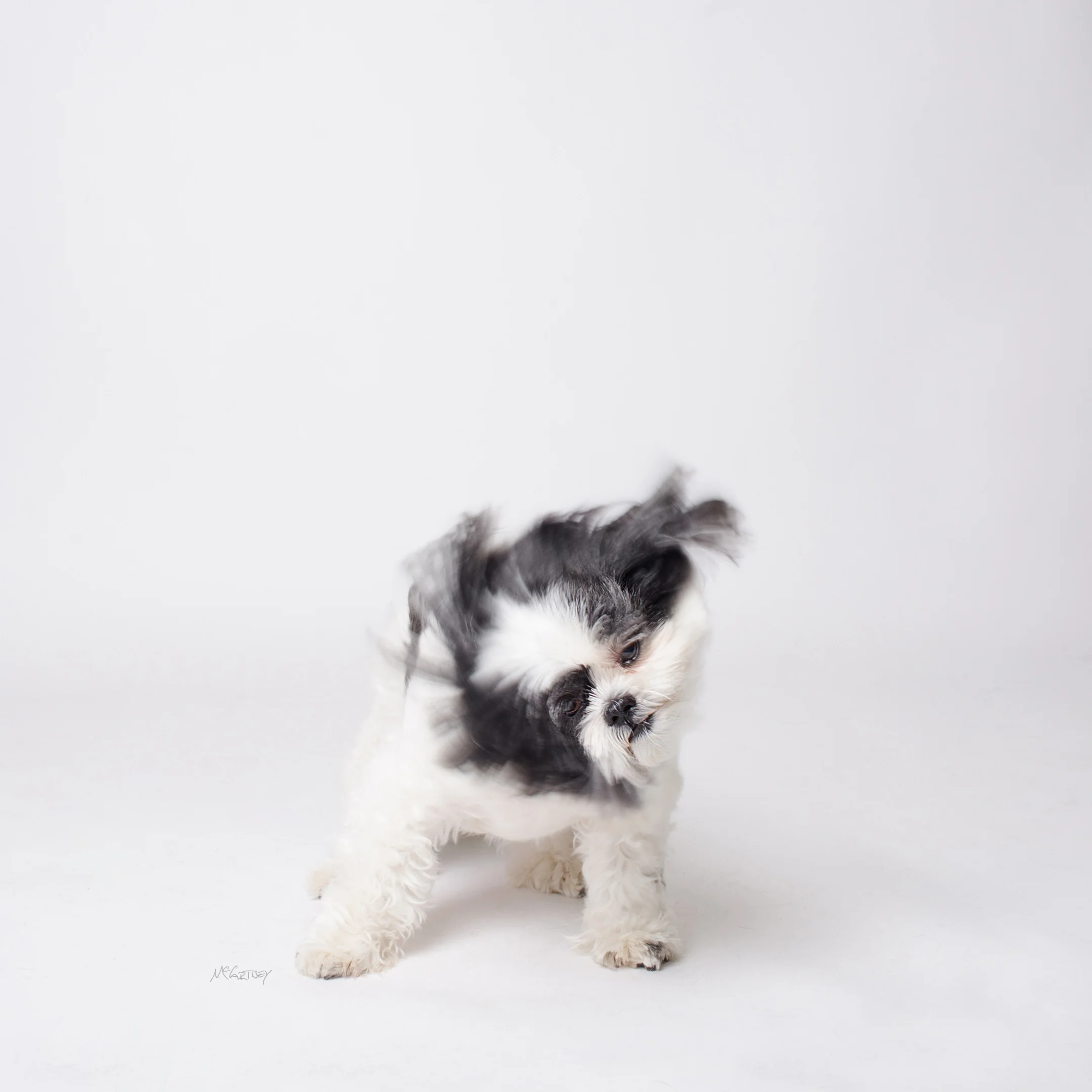 024-PrettyPawsFaves.jpg
