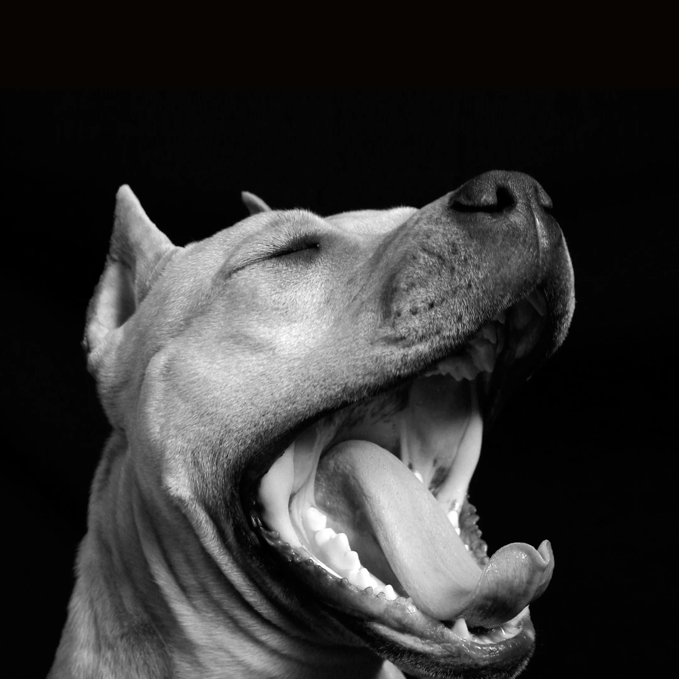 146-McCartneys-Dogs-faces.jpg