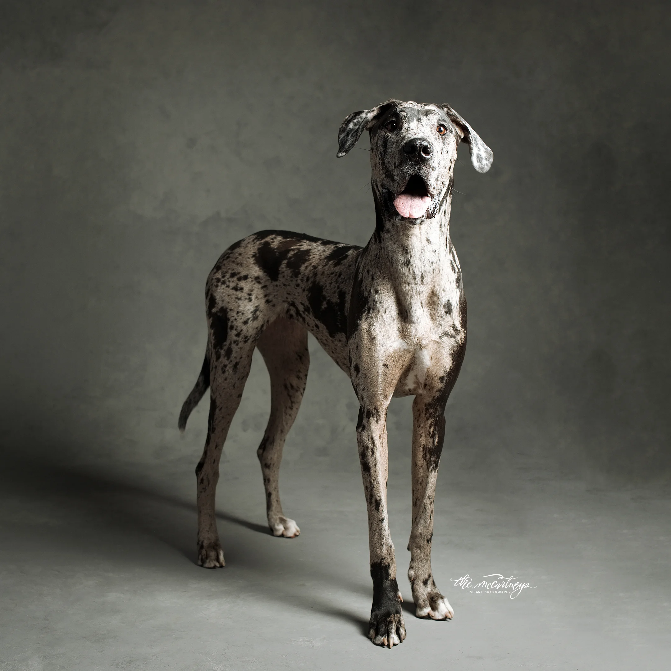 015-TheMcCartneysDogs-Molly.jpg