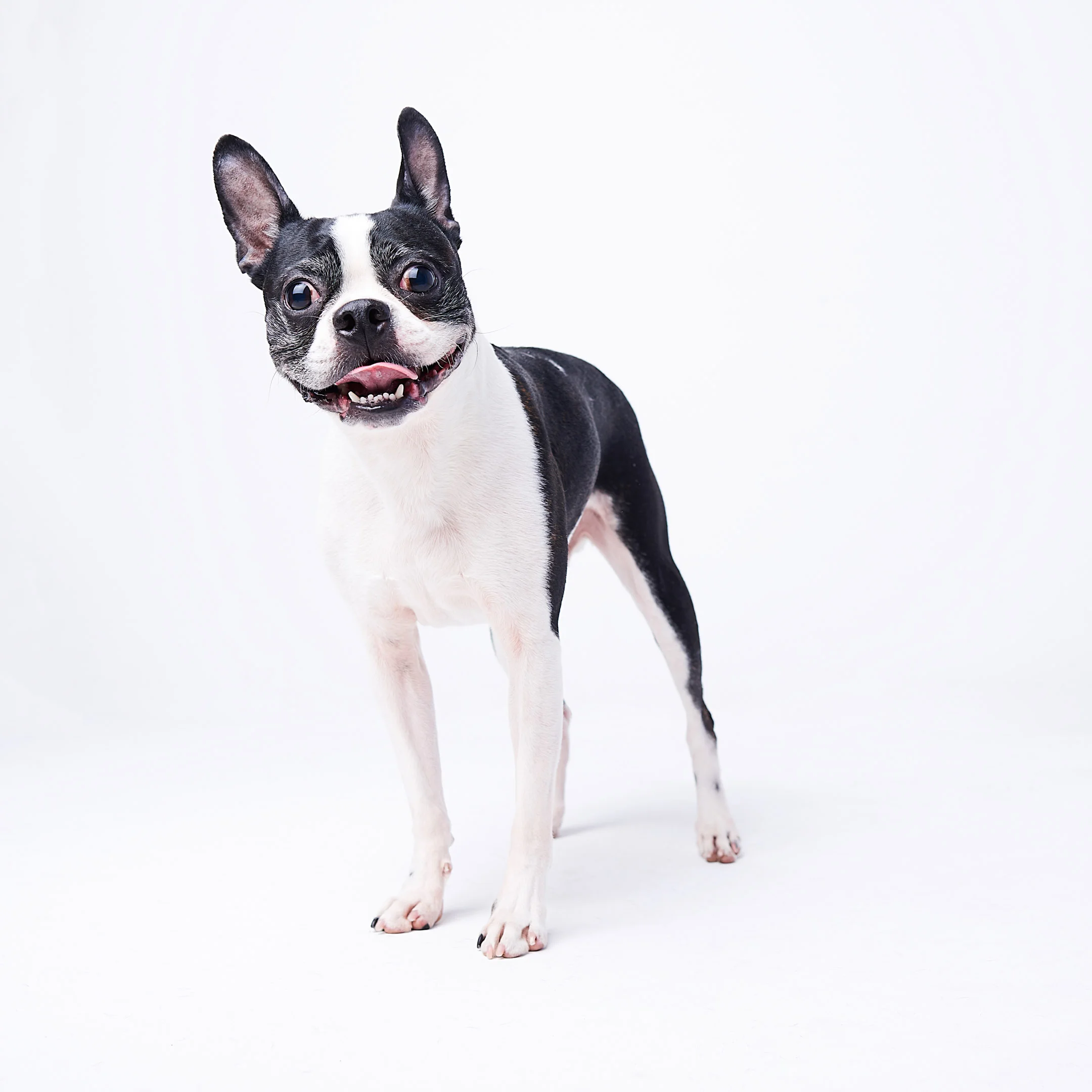 DSC_2157-Linus.jpg