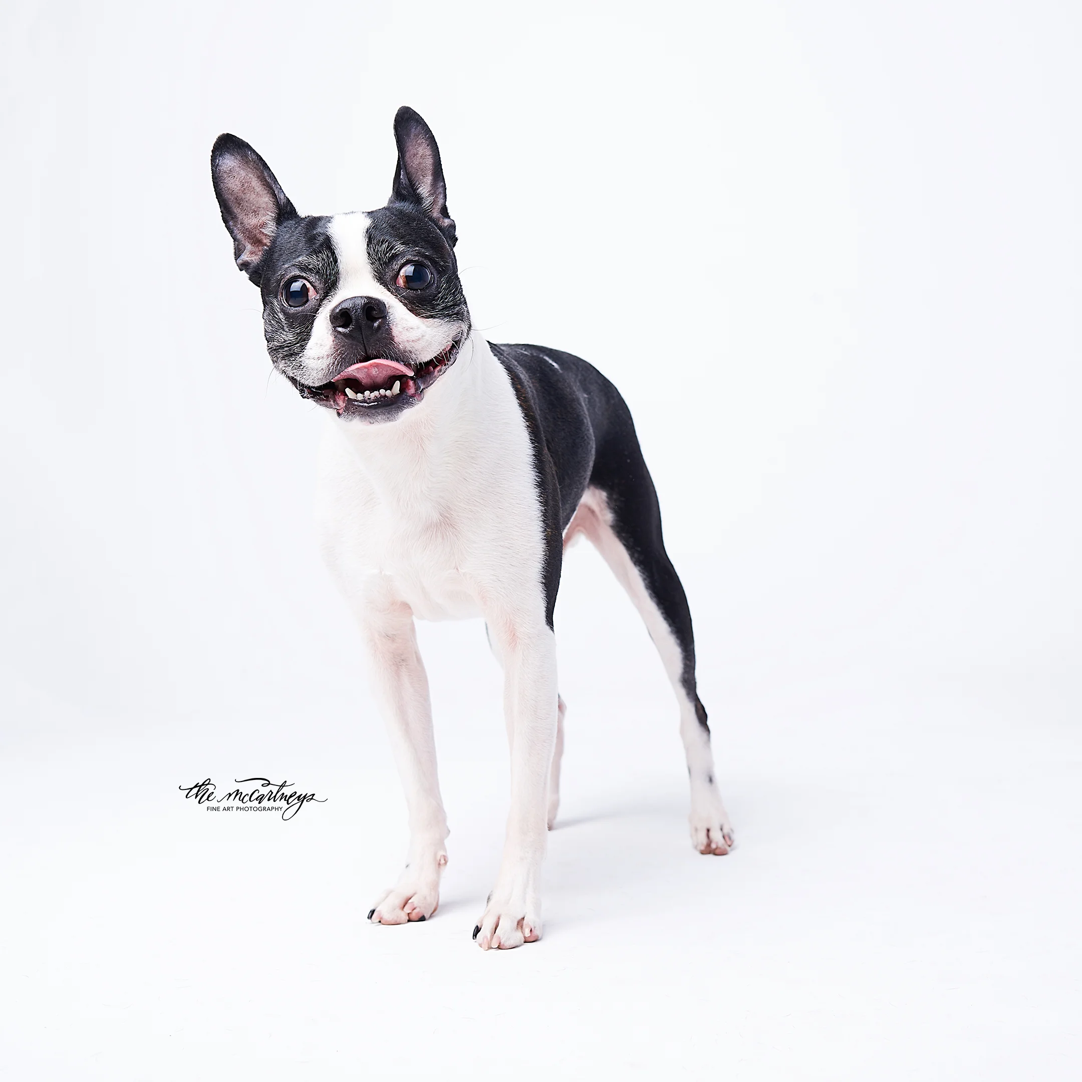 DSC_2157-Linus-web.jpg