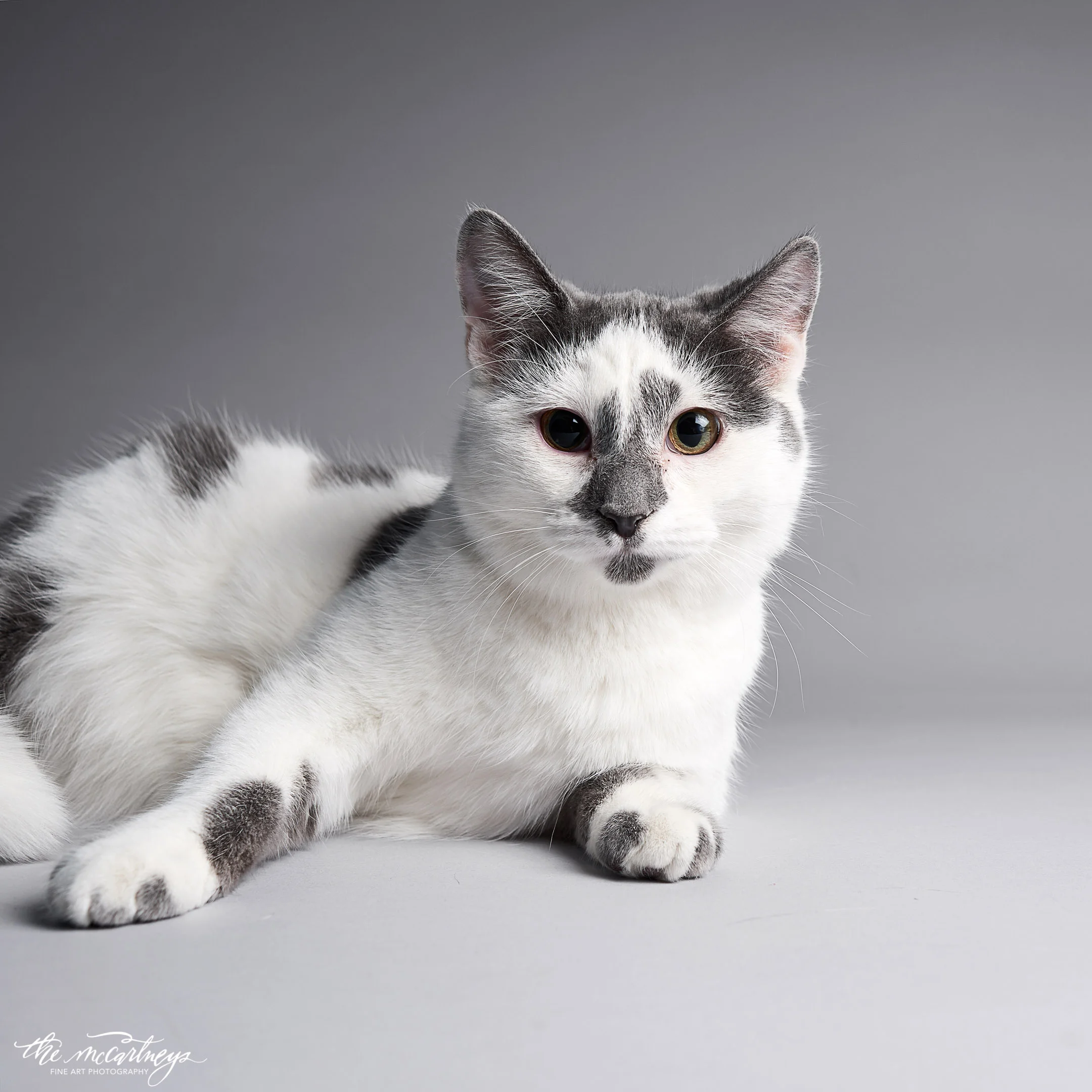 humane-society-portraits-3149.jpg
