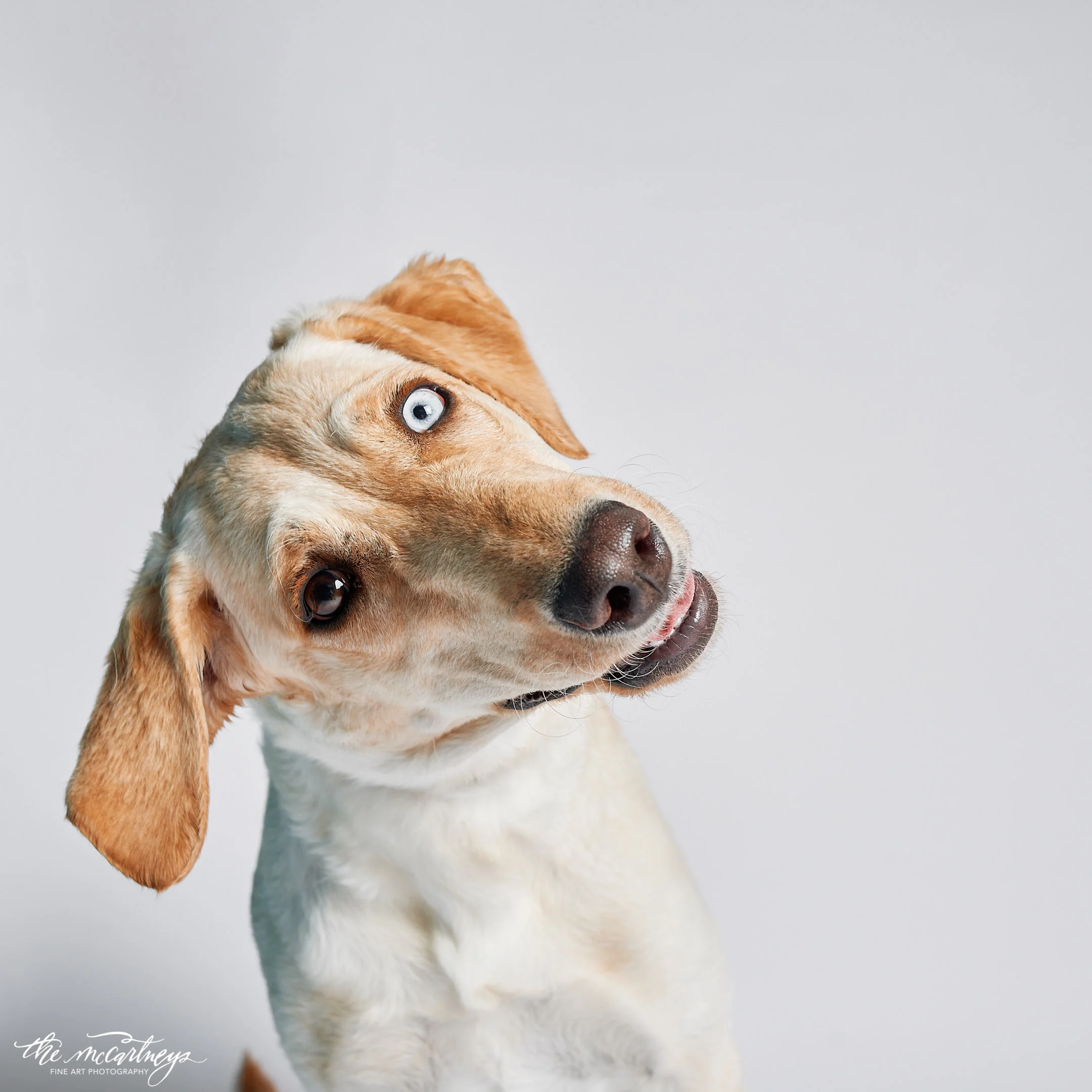 humane-society-portraits-6695.jpg