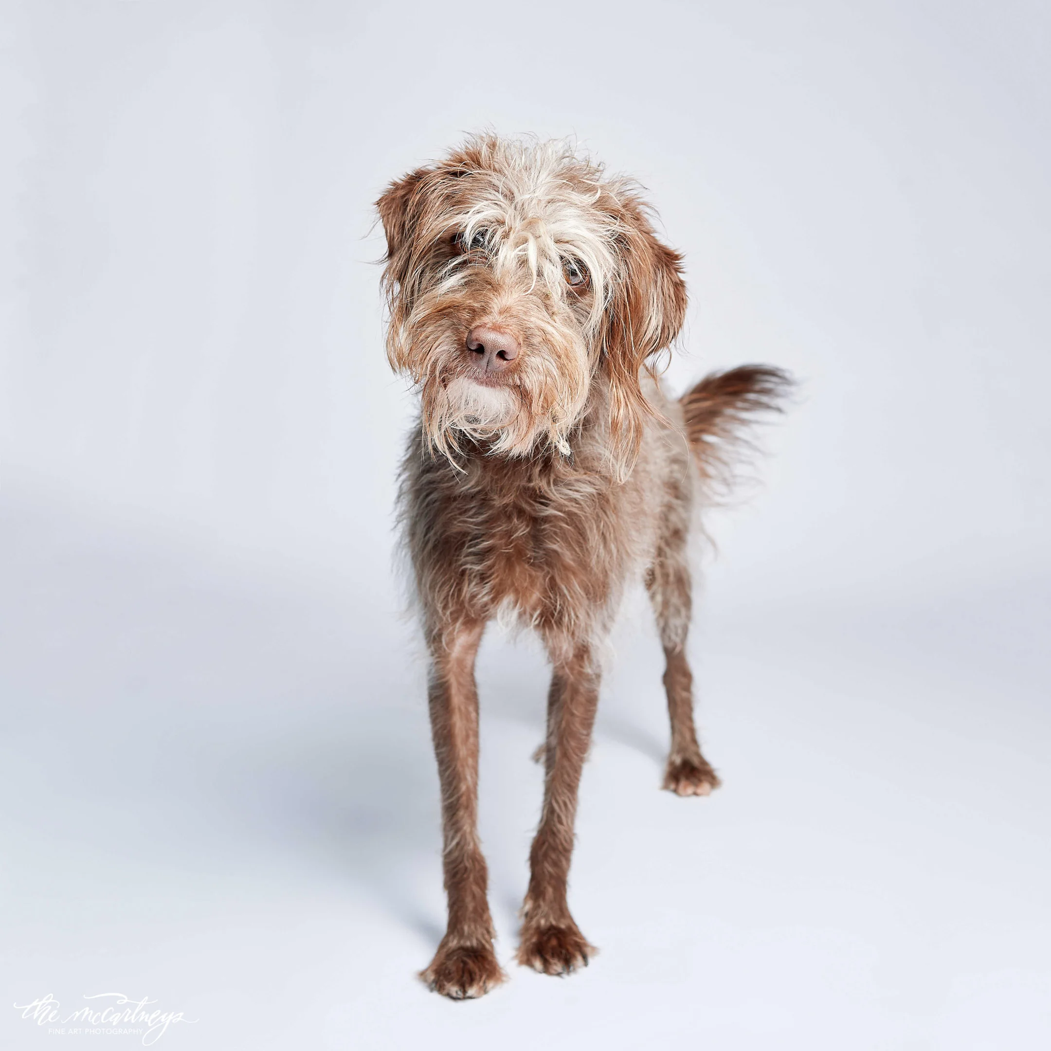 humane-society-portraits-6793.jpg