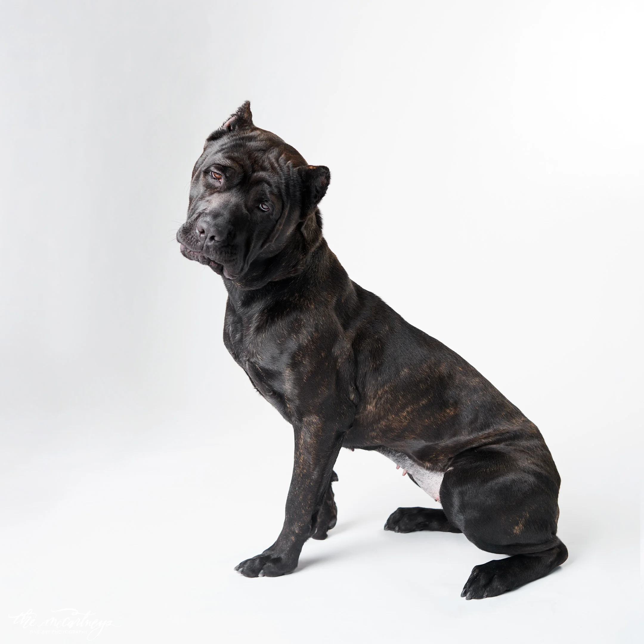humane-society-portraits-5148.jpg