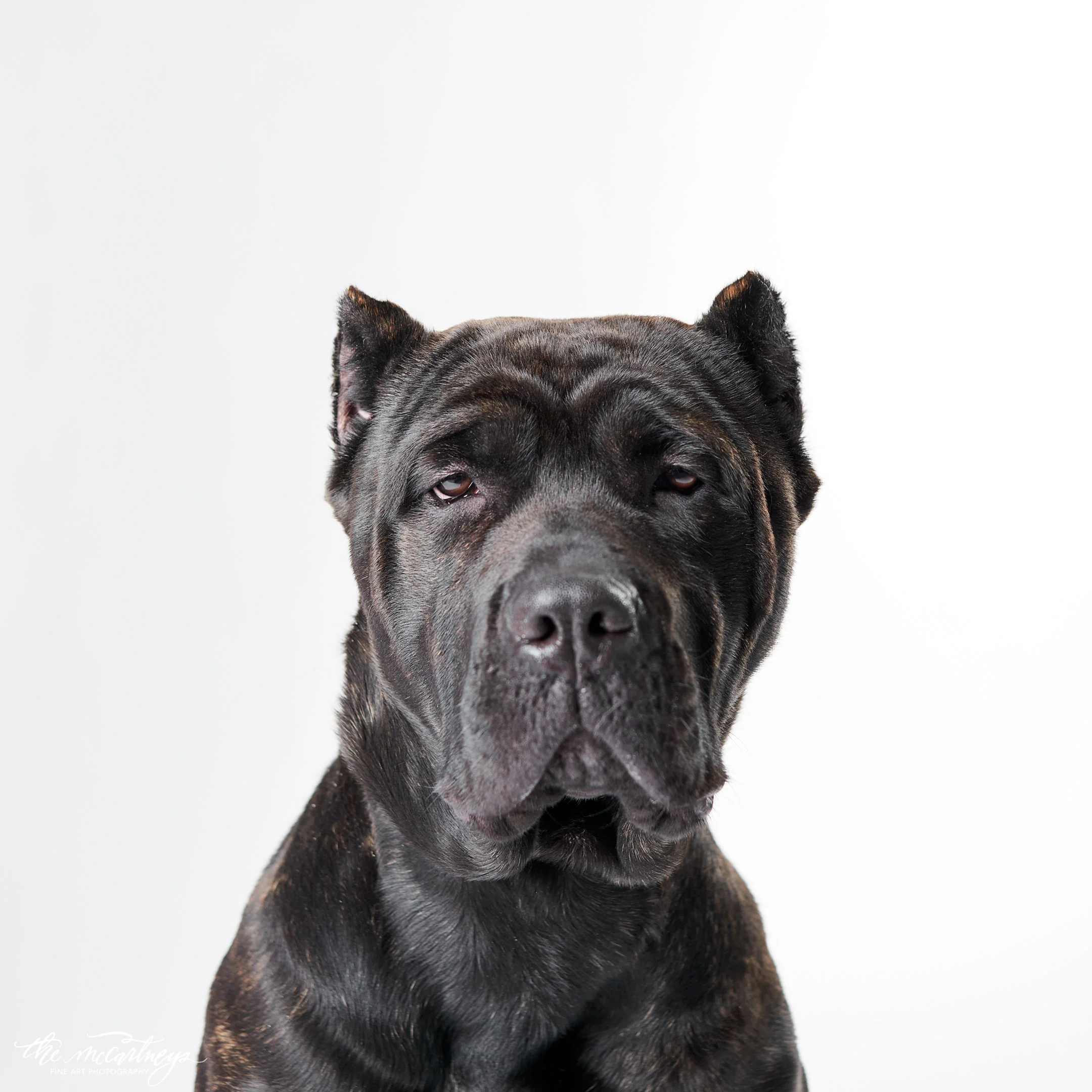 humane-society-portraits-5168.jpg
