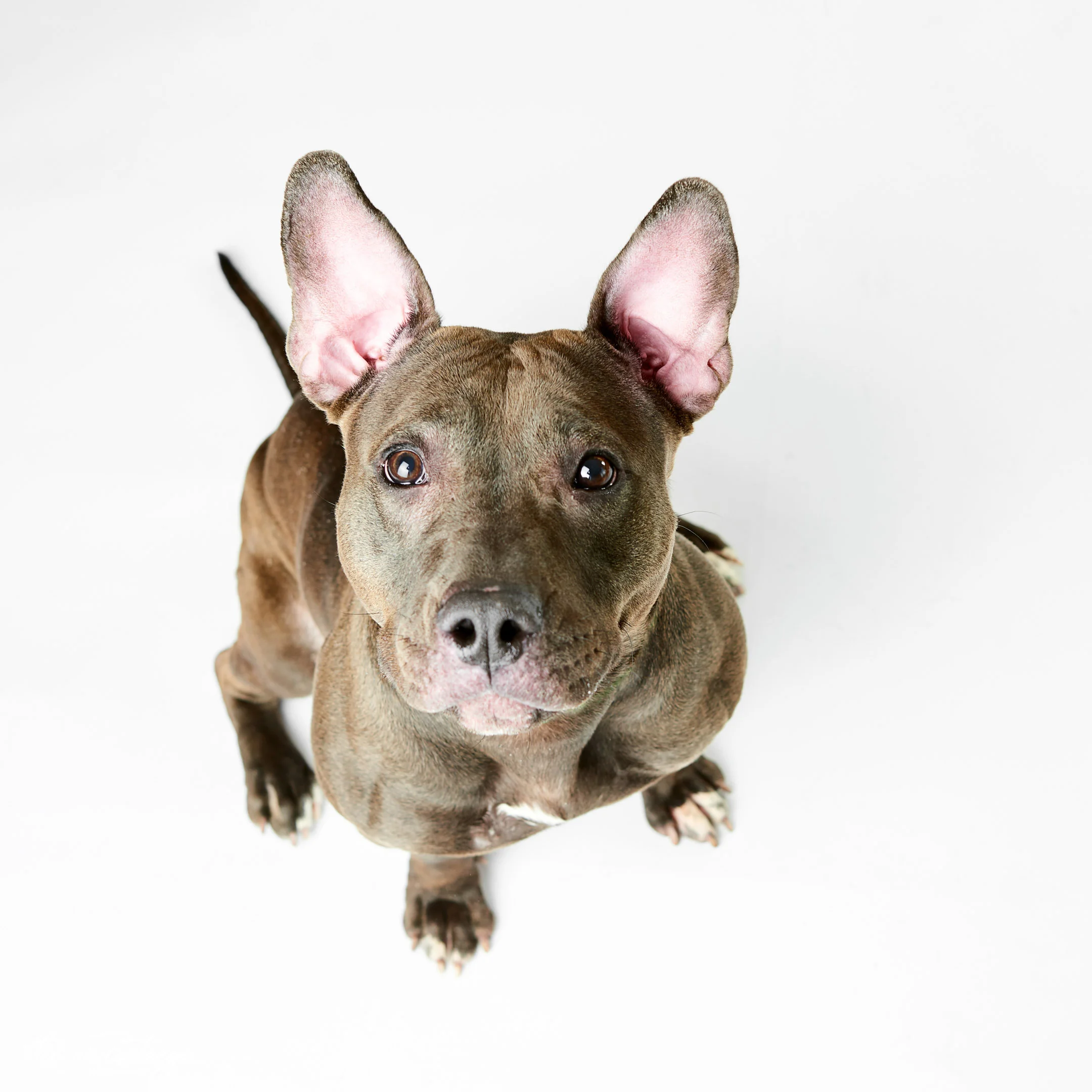 humane-society-portraits-5203.jpg