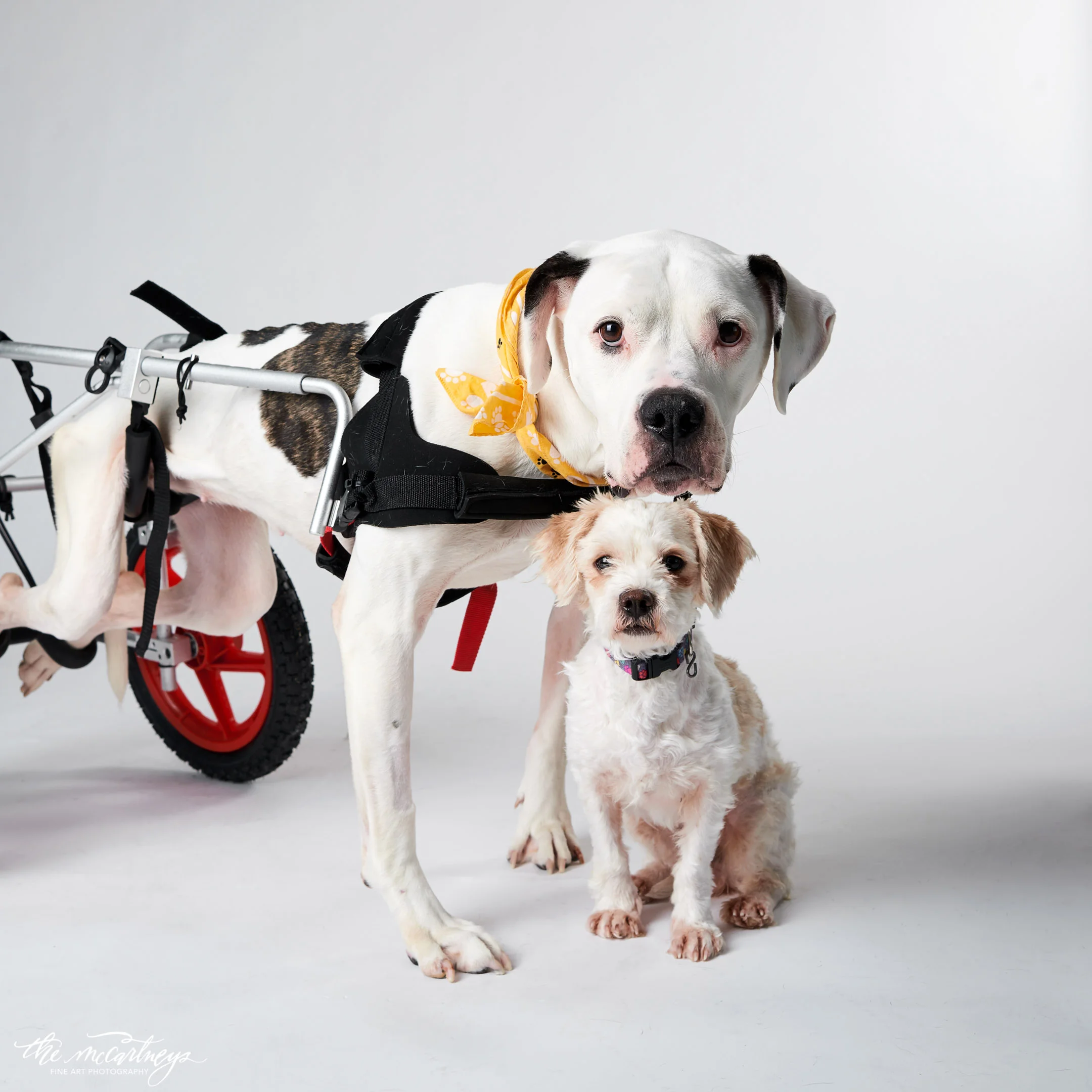 humane-society-portraits-5283.jpg