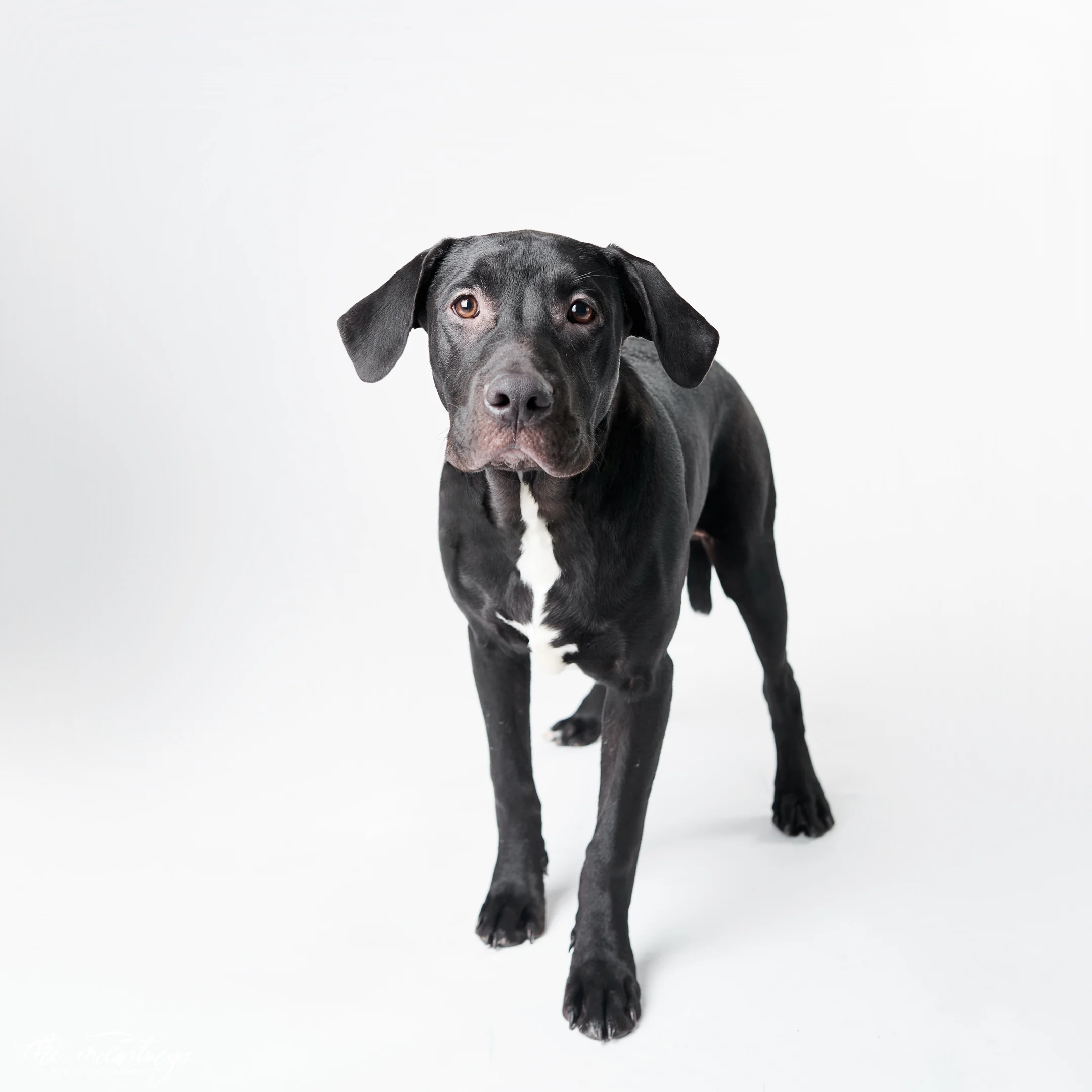 humane-society-portraits-5338.jpg