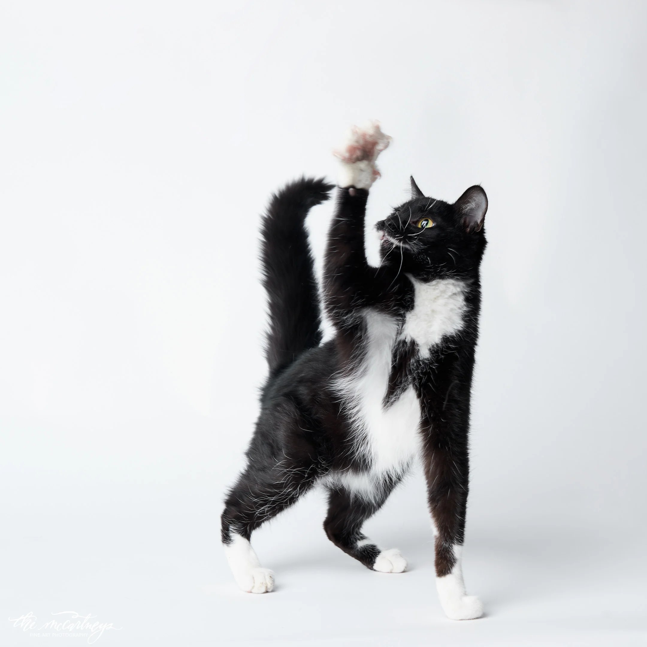 humane-society-portraits-5405.jpg