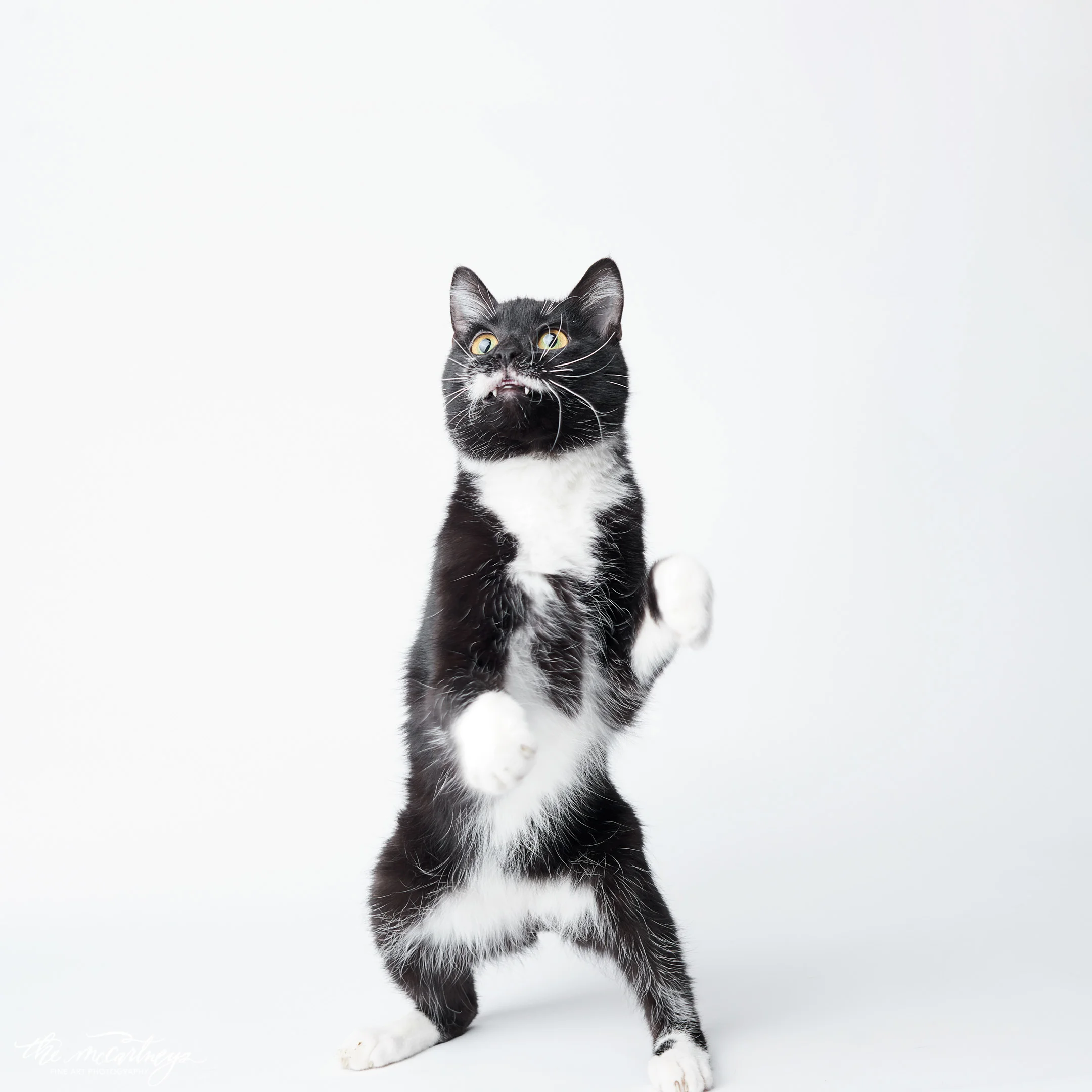 humane-society-portraits-5408.jpg