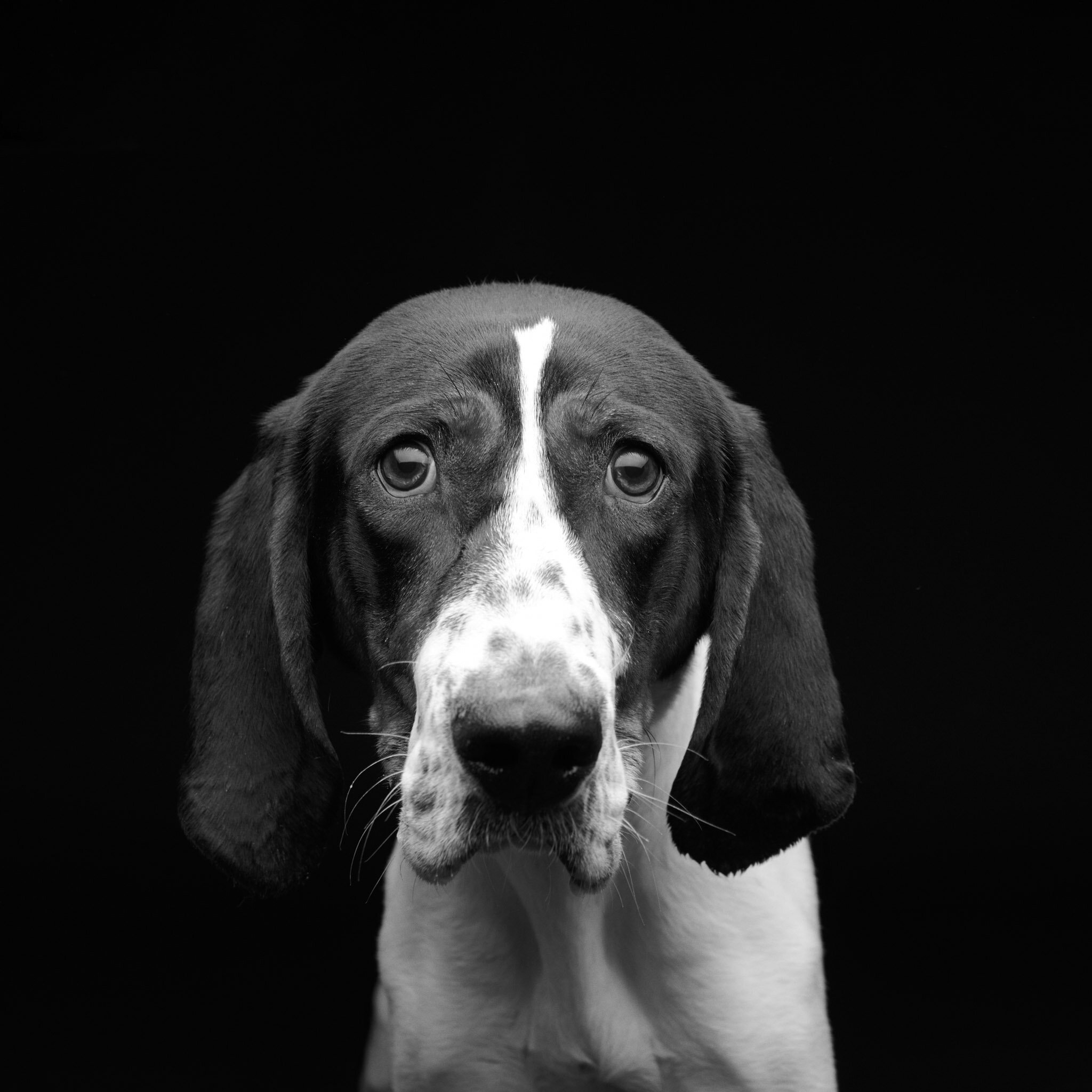 wisconsin dog adoption