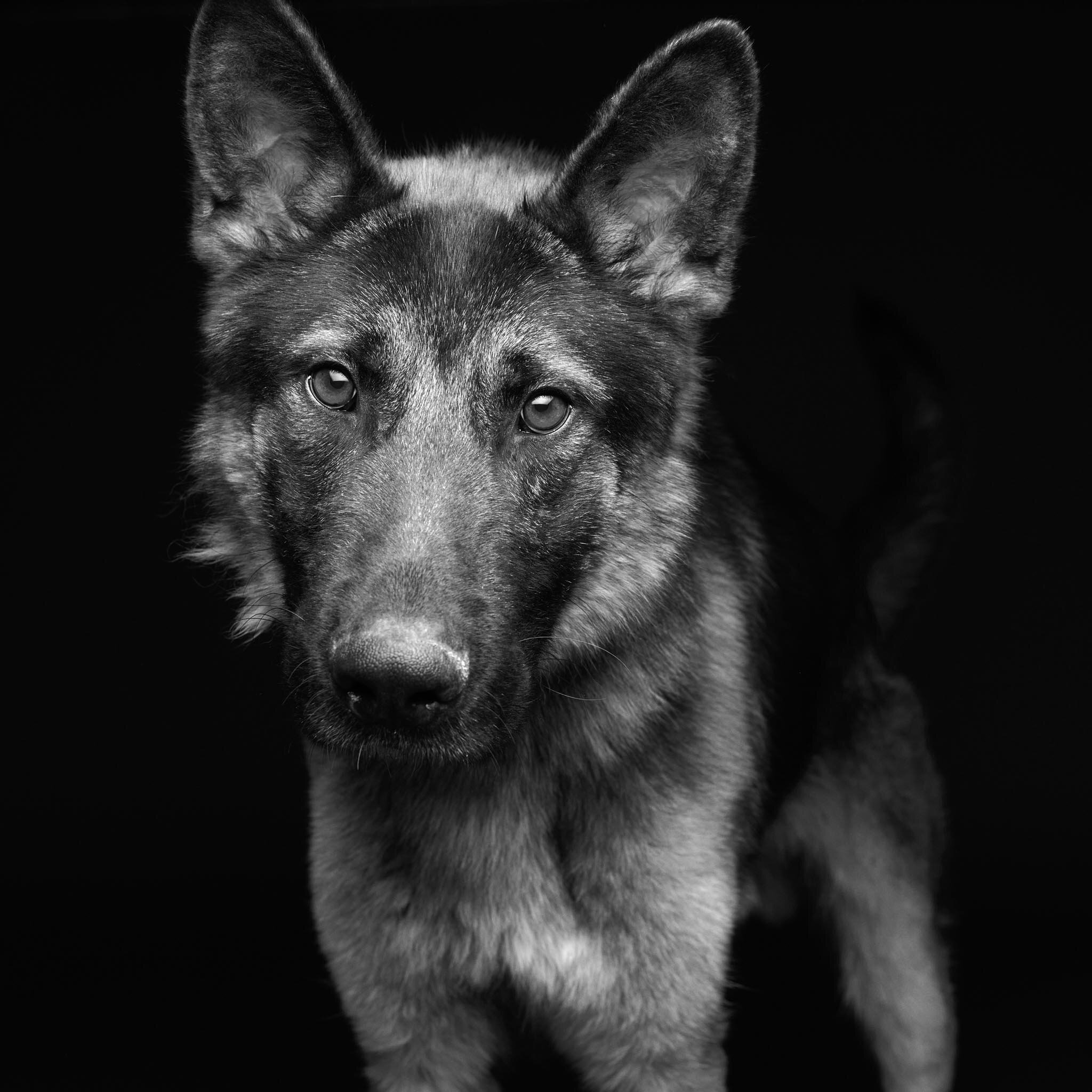 wisconsin dog adoption german shepherd