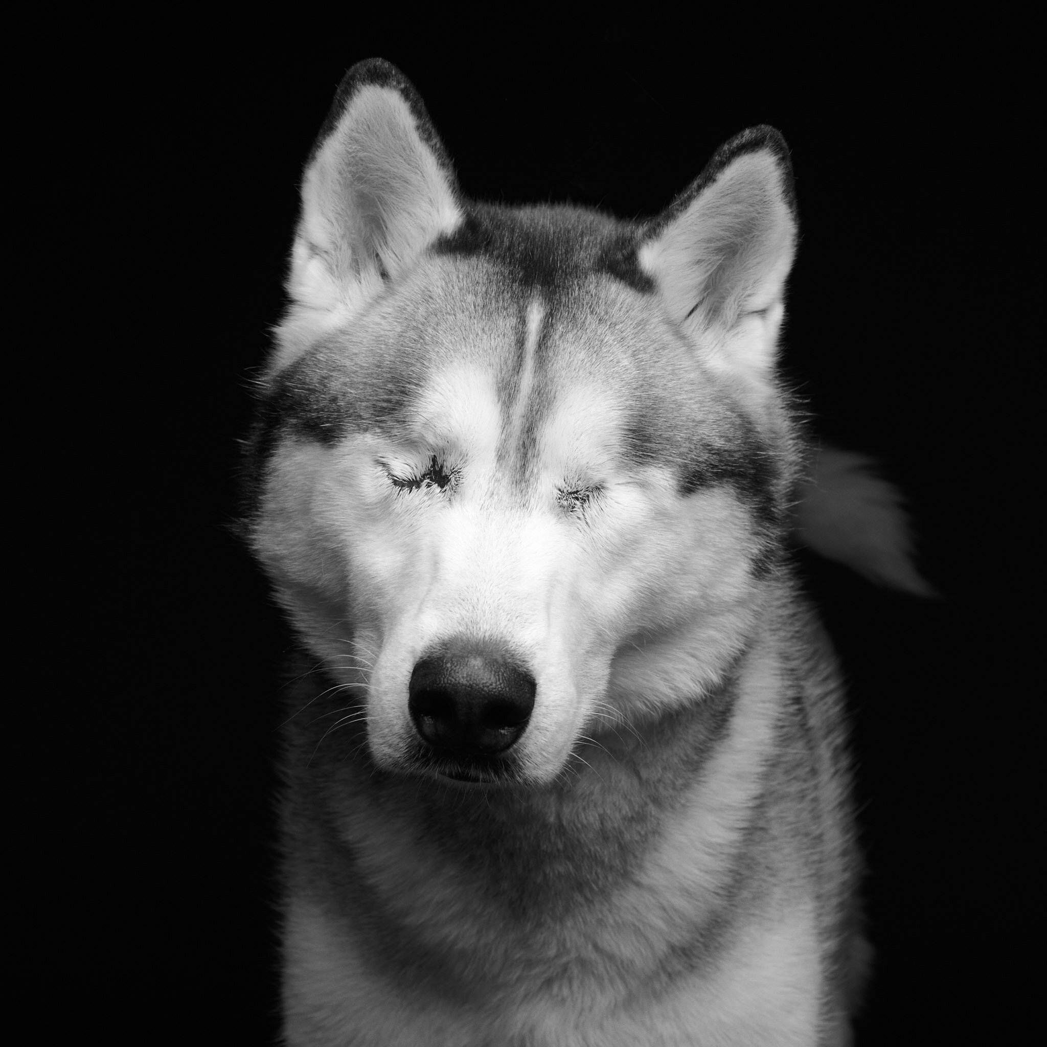 wisconsin dog adoption blind dog