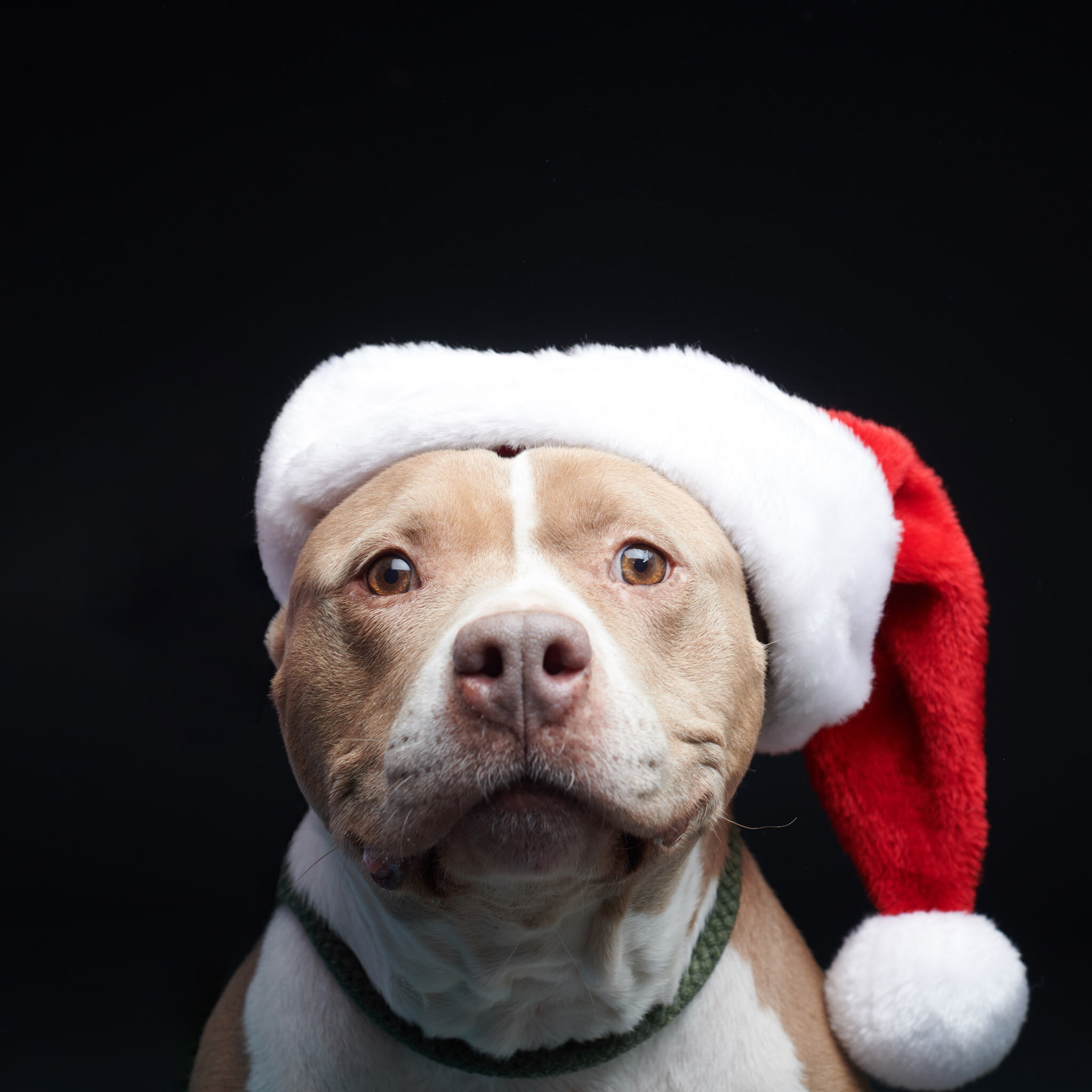 pit bull wearing santa hat