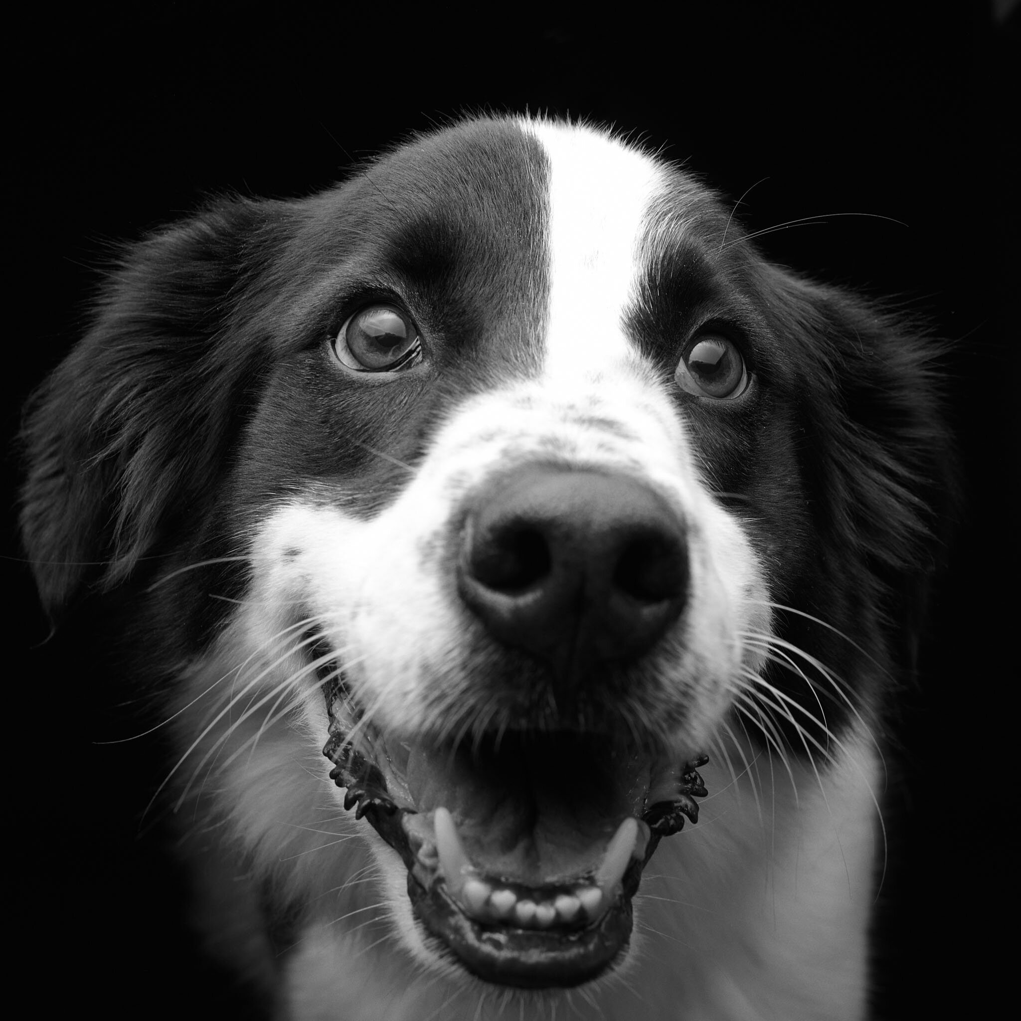 rescue dog border collie