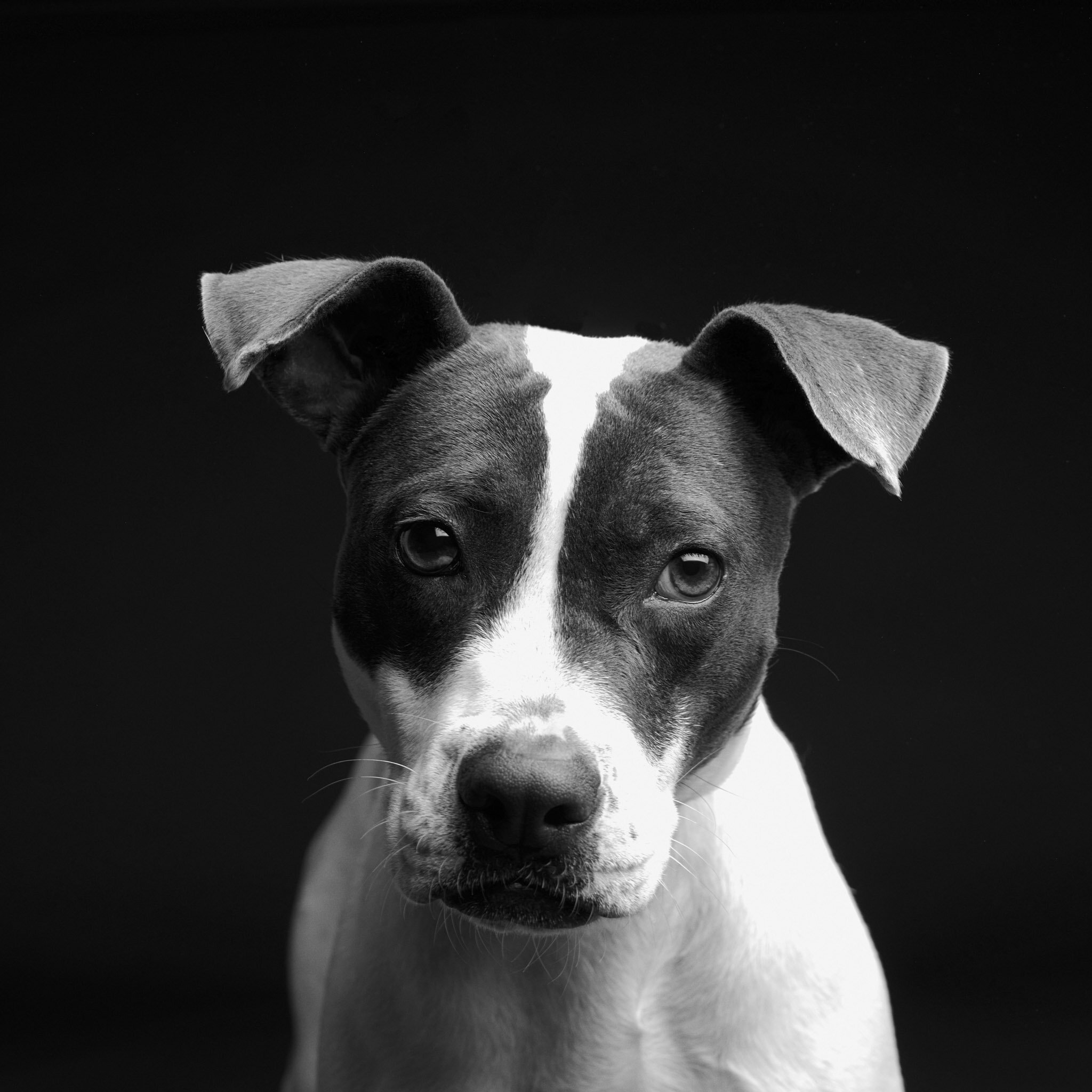 blog — The McCartneys Dog Photography