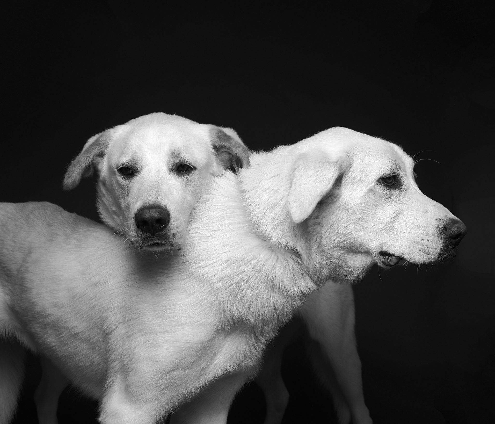 great pyrenees best friends shelter dogs