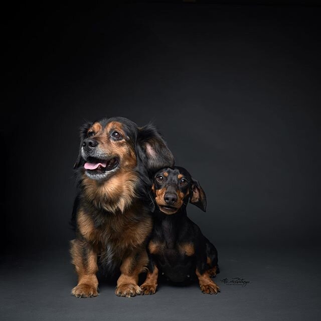Sometimes when I visit the Humane Society I get to photograph two dogs at the same time. The reason? Because they&rsquo;re best friends who came into the shelter together, and will be adopted together. Tugs at my heart strings! The people at the shel