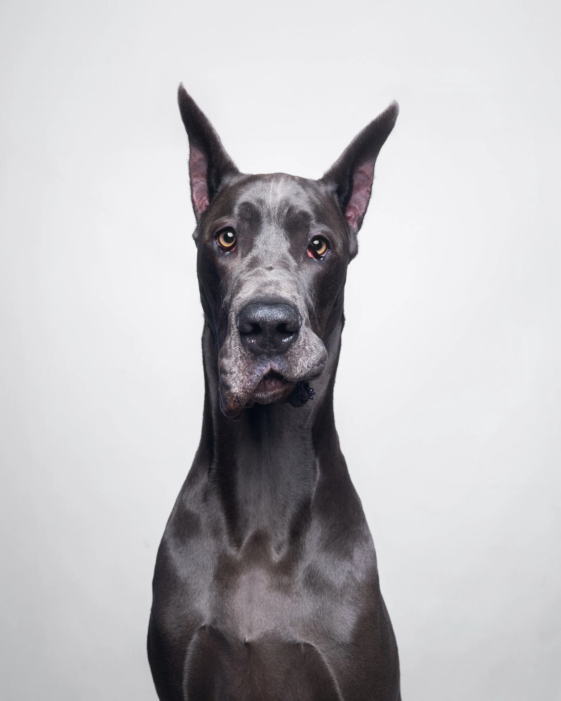 002-Butch McCartney Dog Photographer.jpg