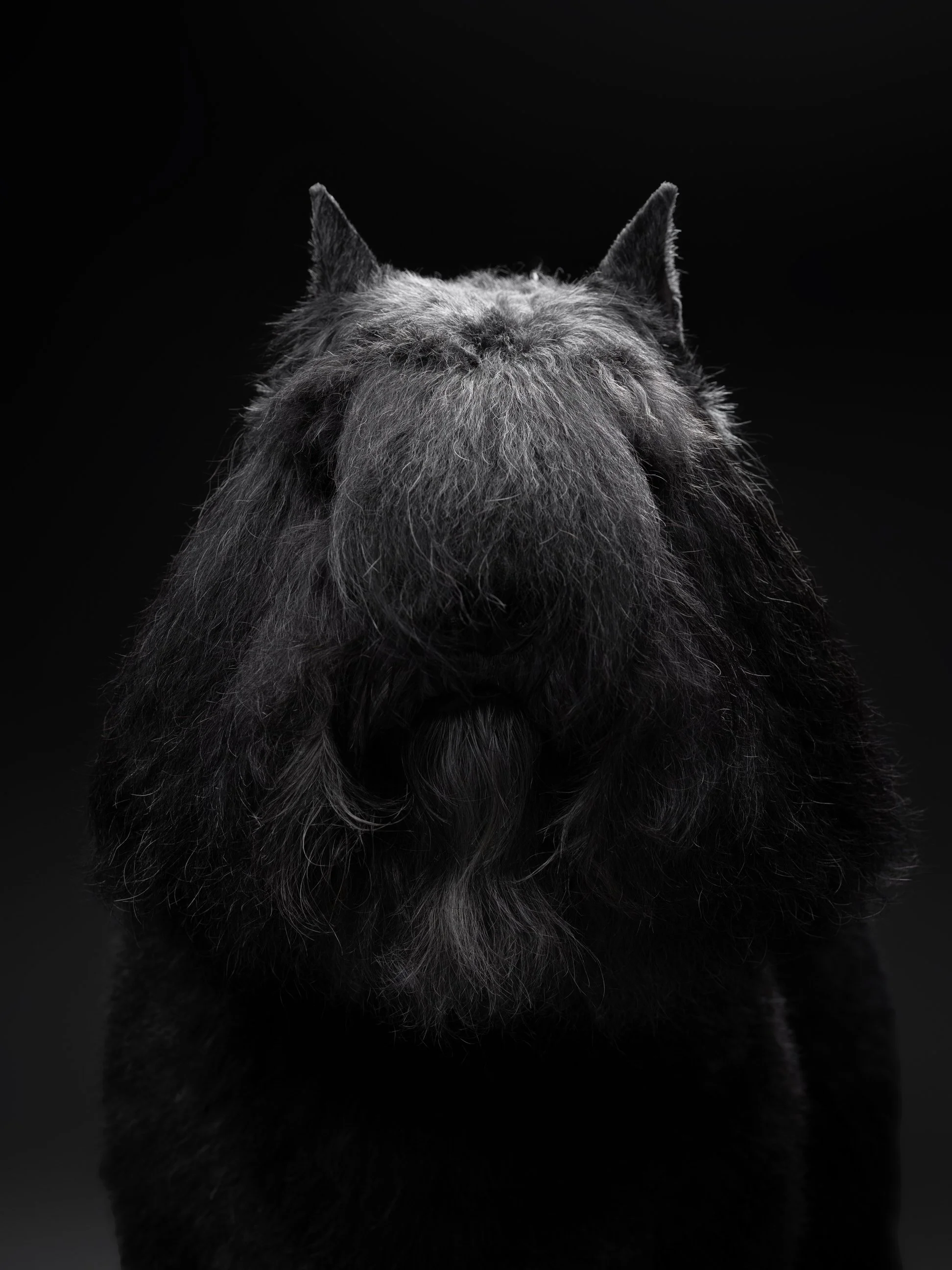 003-Butch McCartney Dog Photographer.jpg