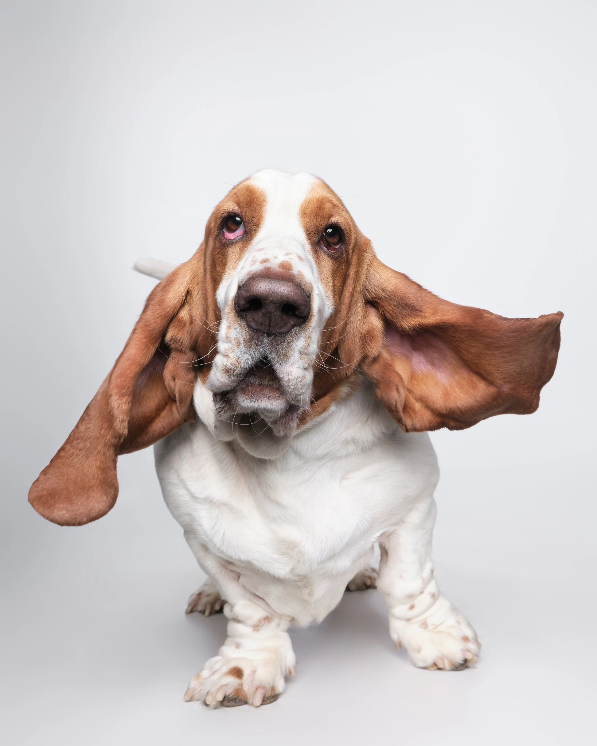 004-Butch McCartney Dog Photographer.jpg