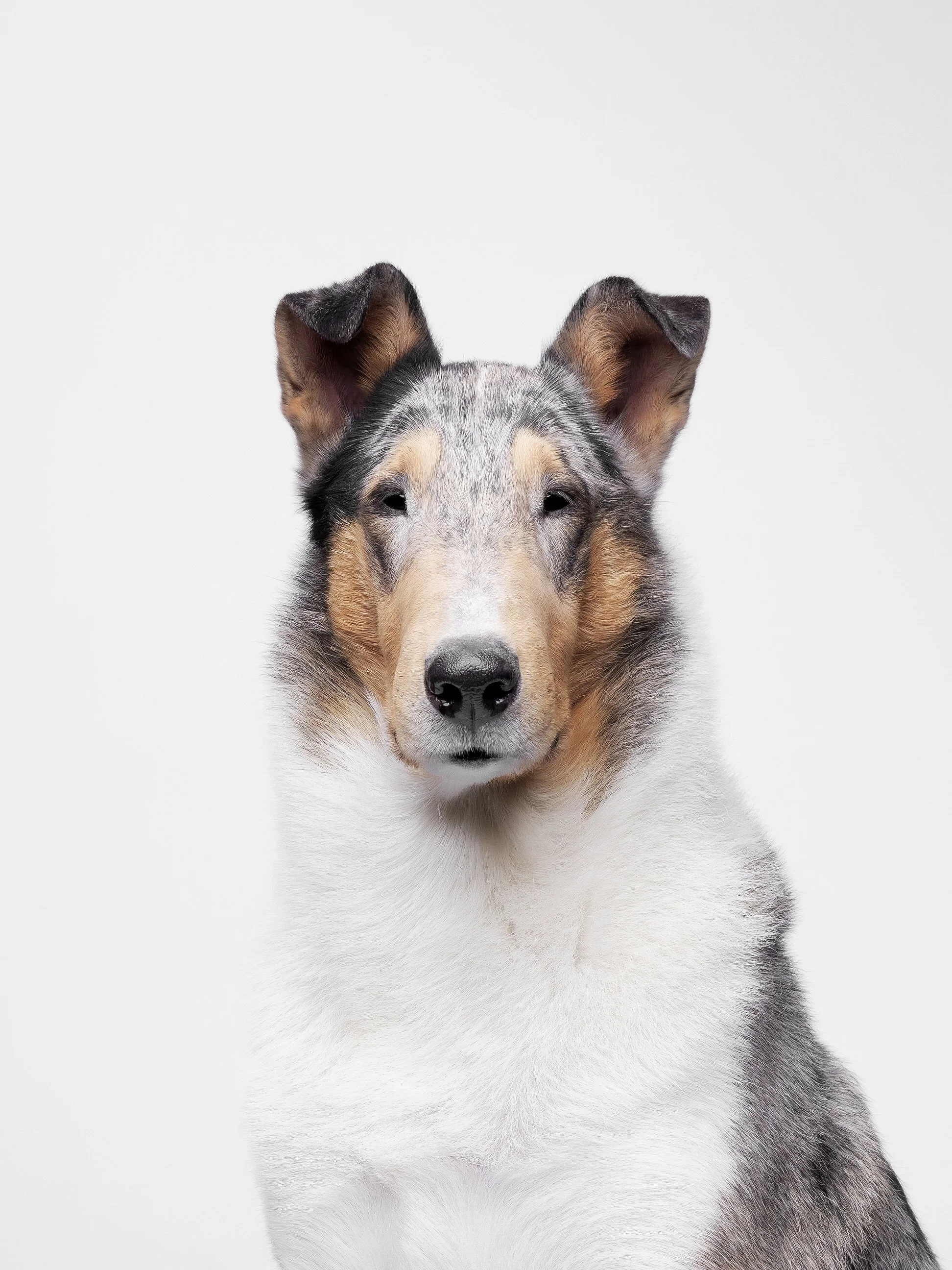 005-Butch McCartney Dog Photographer.jpg