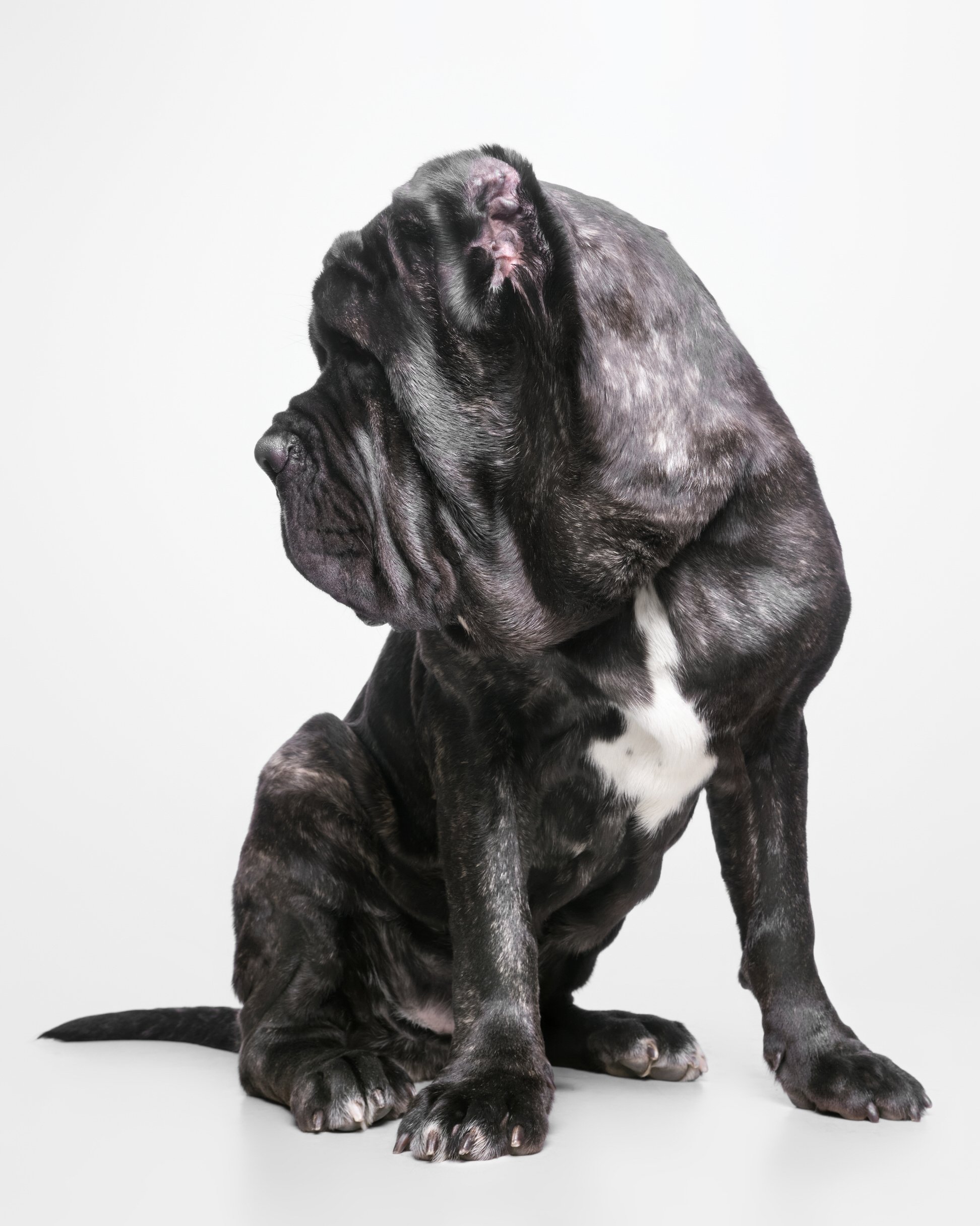 008-Butch McCartney Dog Photographer.jpg