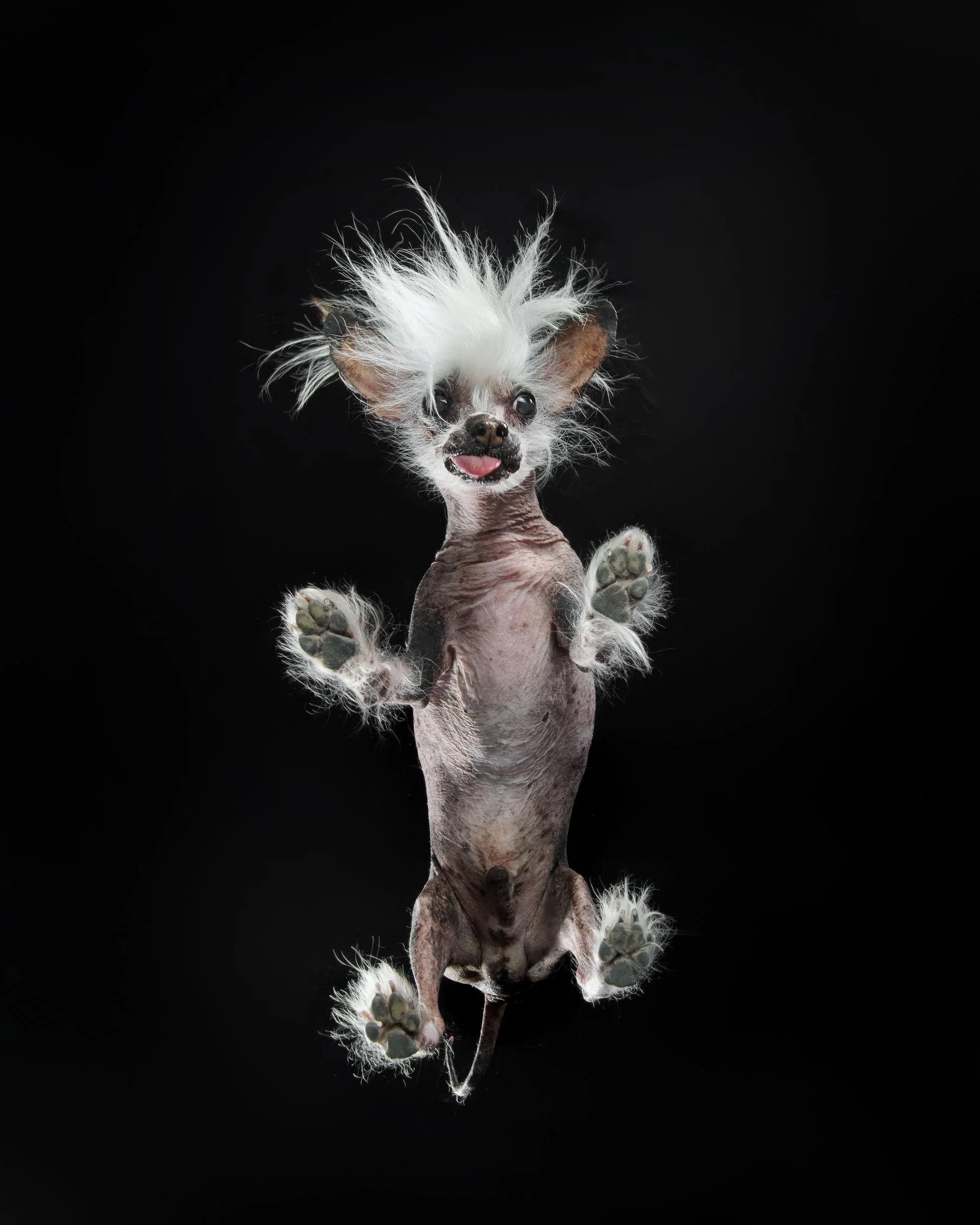 009-Butch McCartney Dog Photographer.jpg