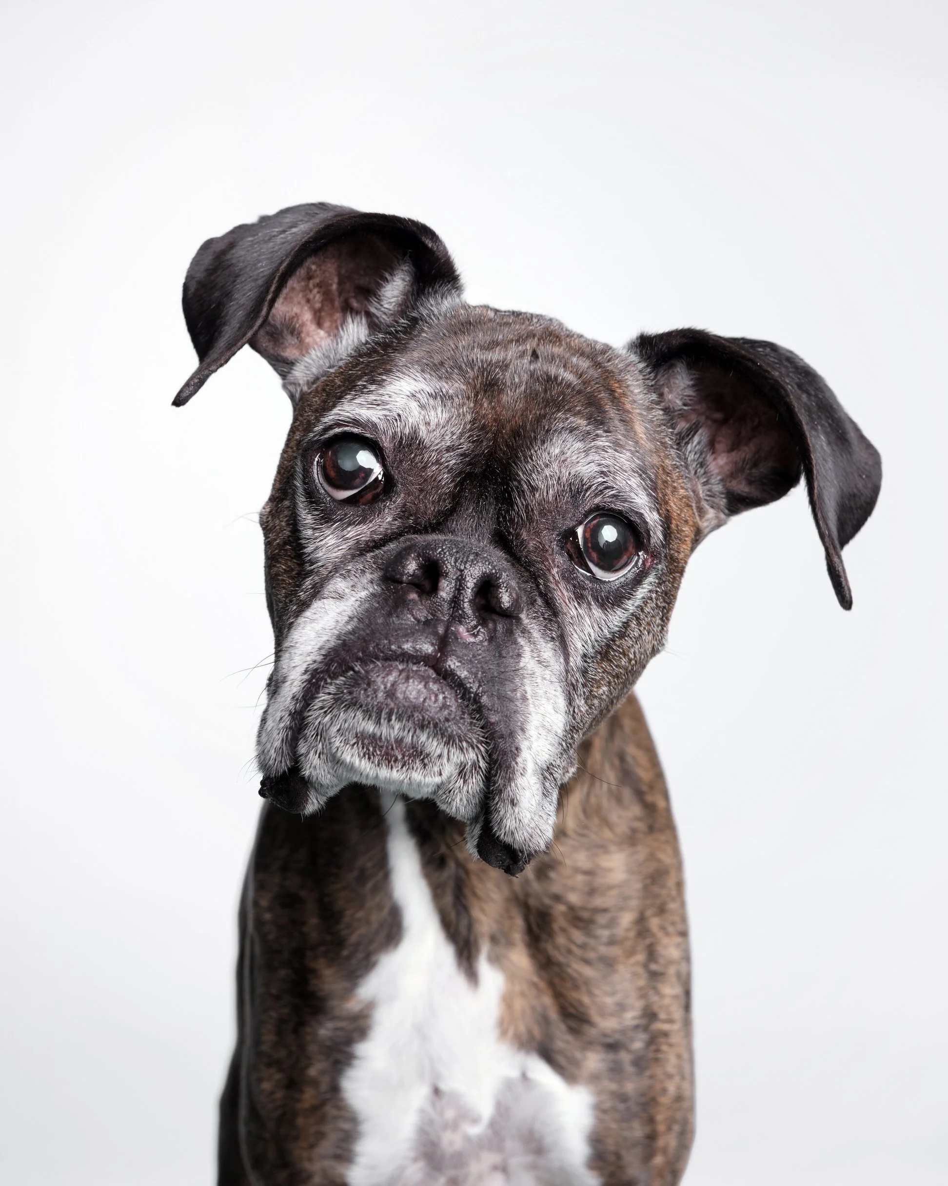 010-Butch McCartney Dog Photographer.jpg