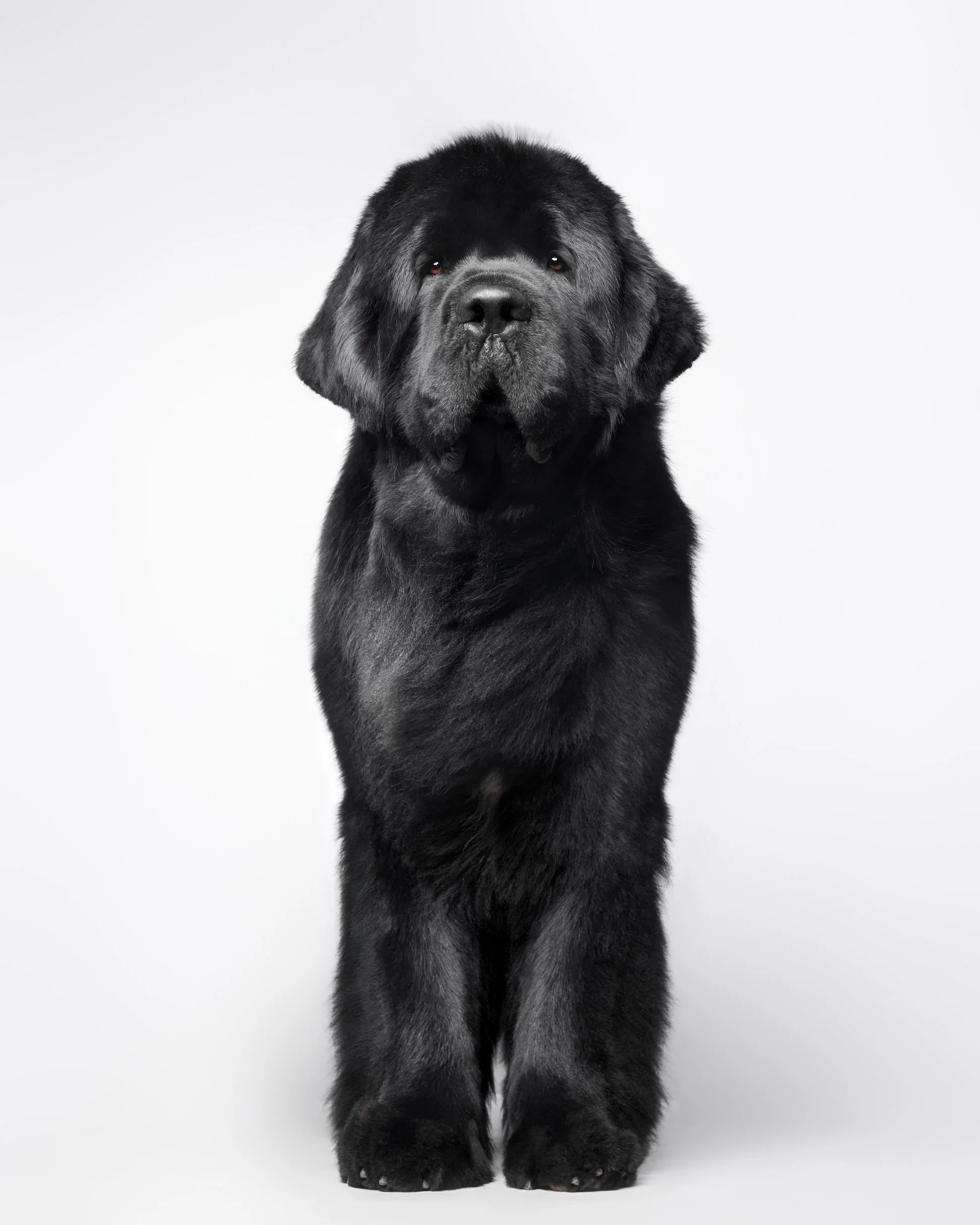 012-Butch McCartney Dog Photographer.jpg