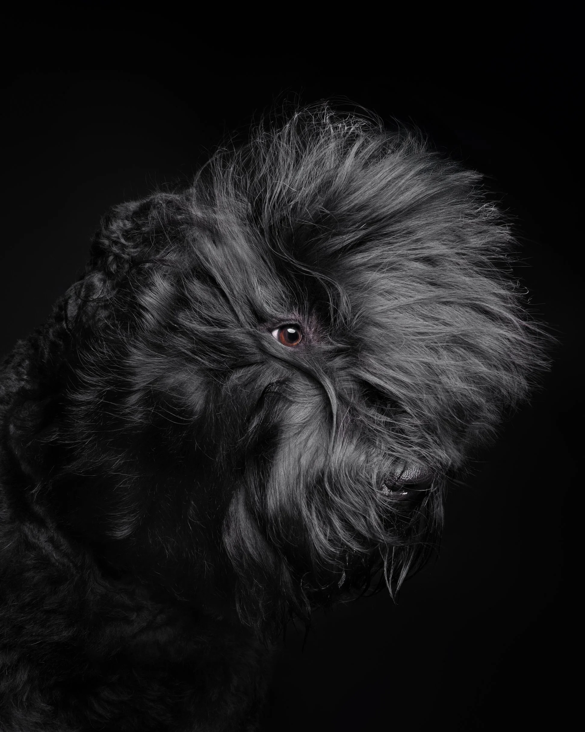 014-Butch McCartney Dog Photographer.jpg