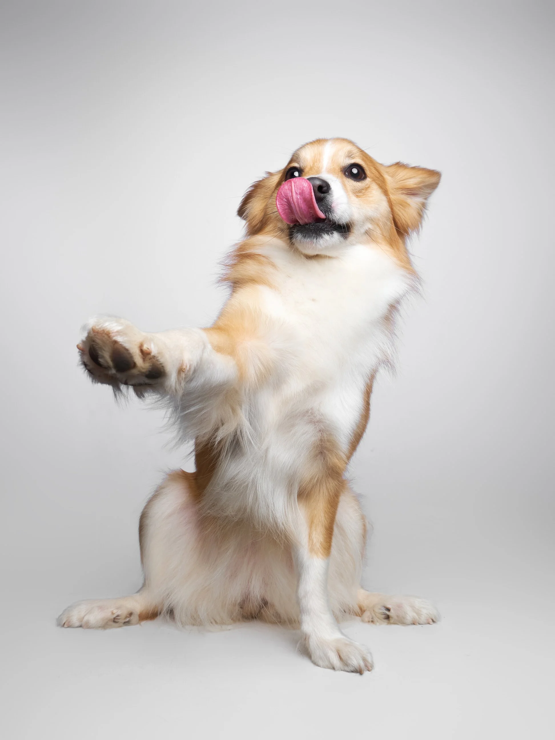 015-Butch McCartney Dog Photographer.jpg