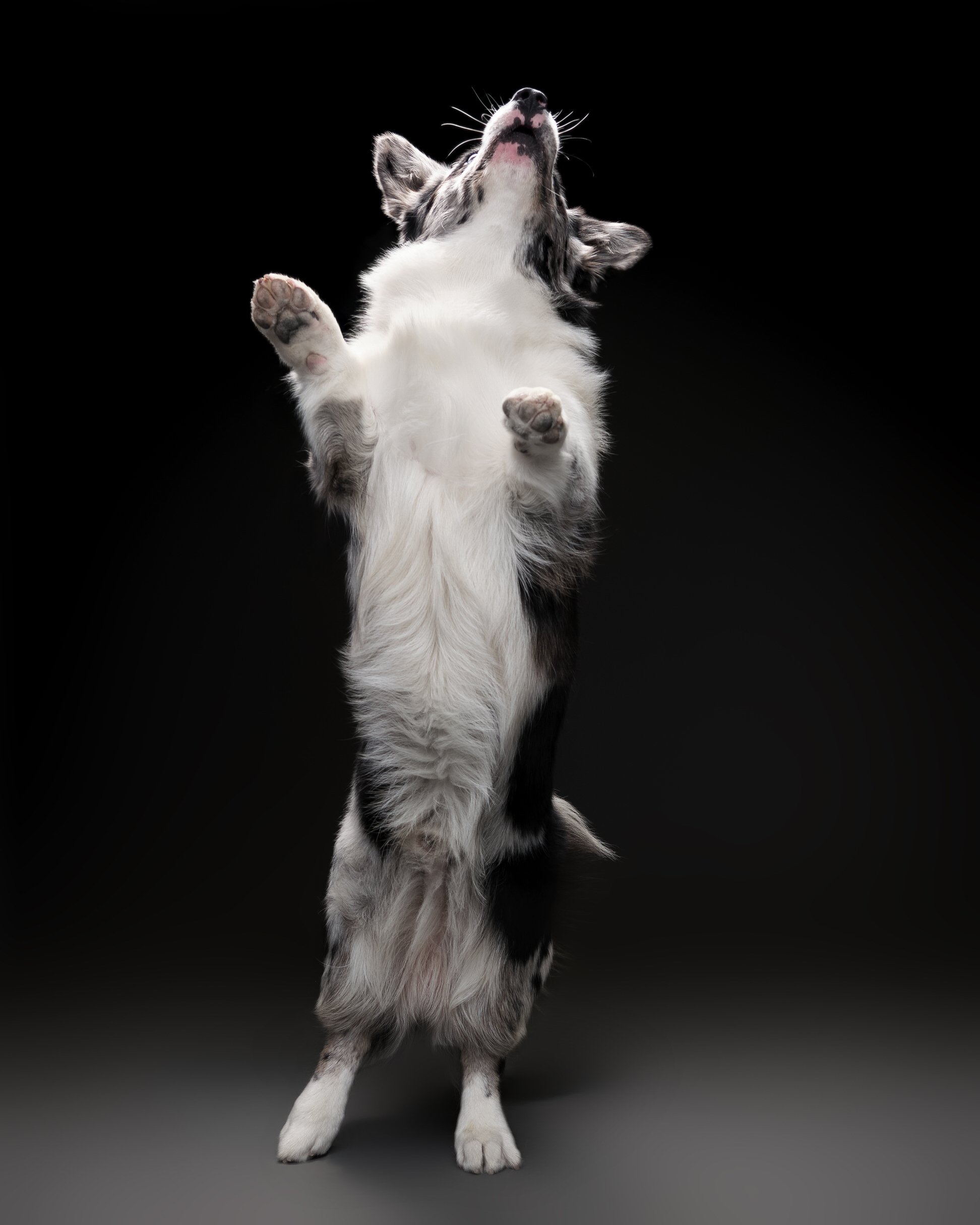 017-Butch McCartney Dog Photographer.jpg