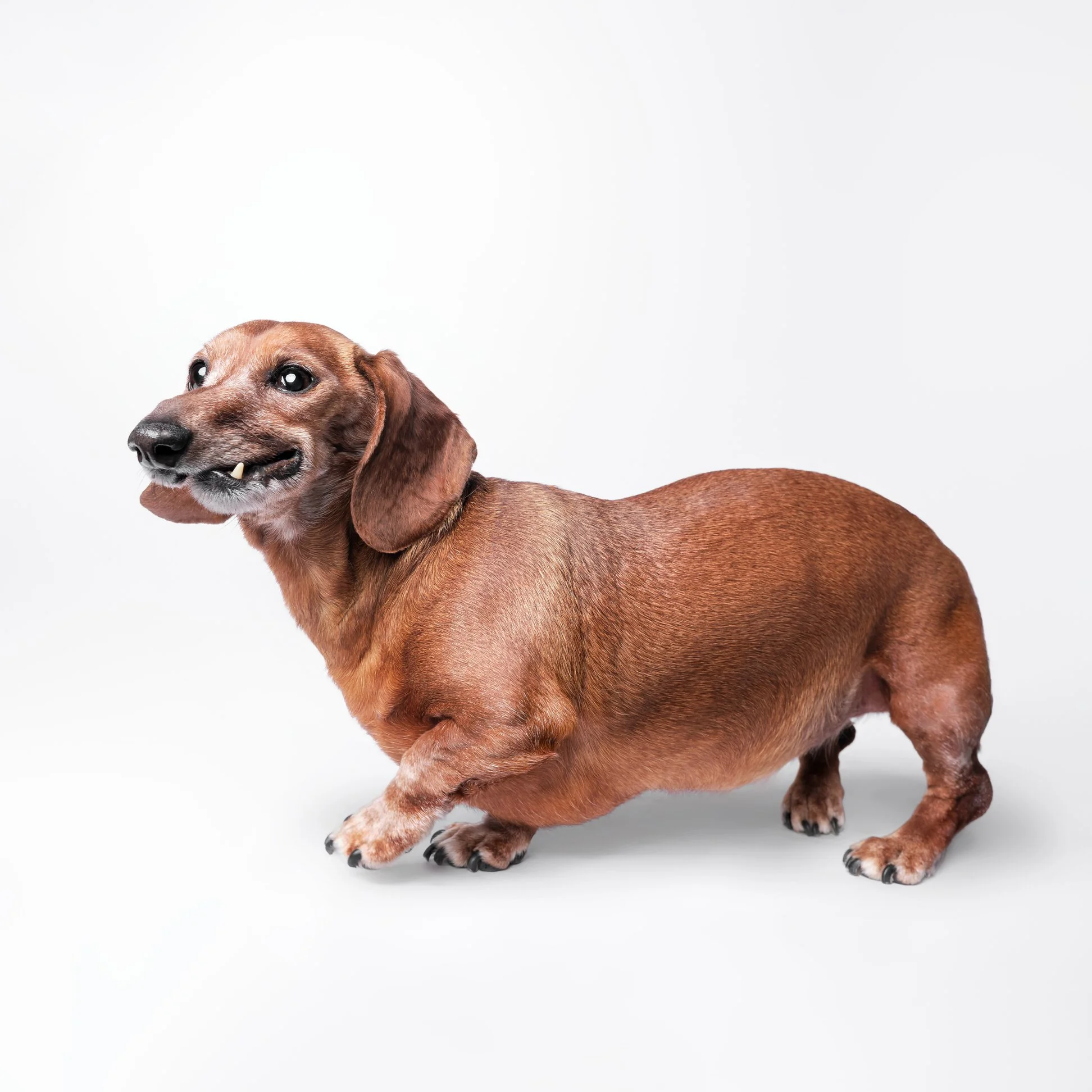 018-Butch McCartney Dog Photographer.jpg