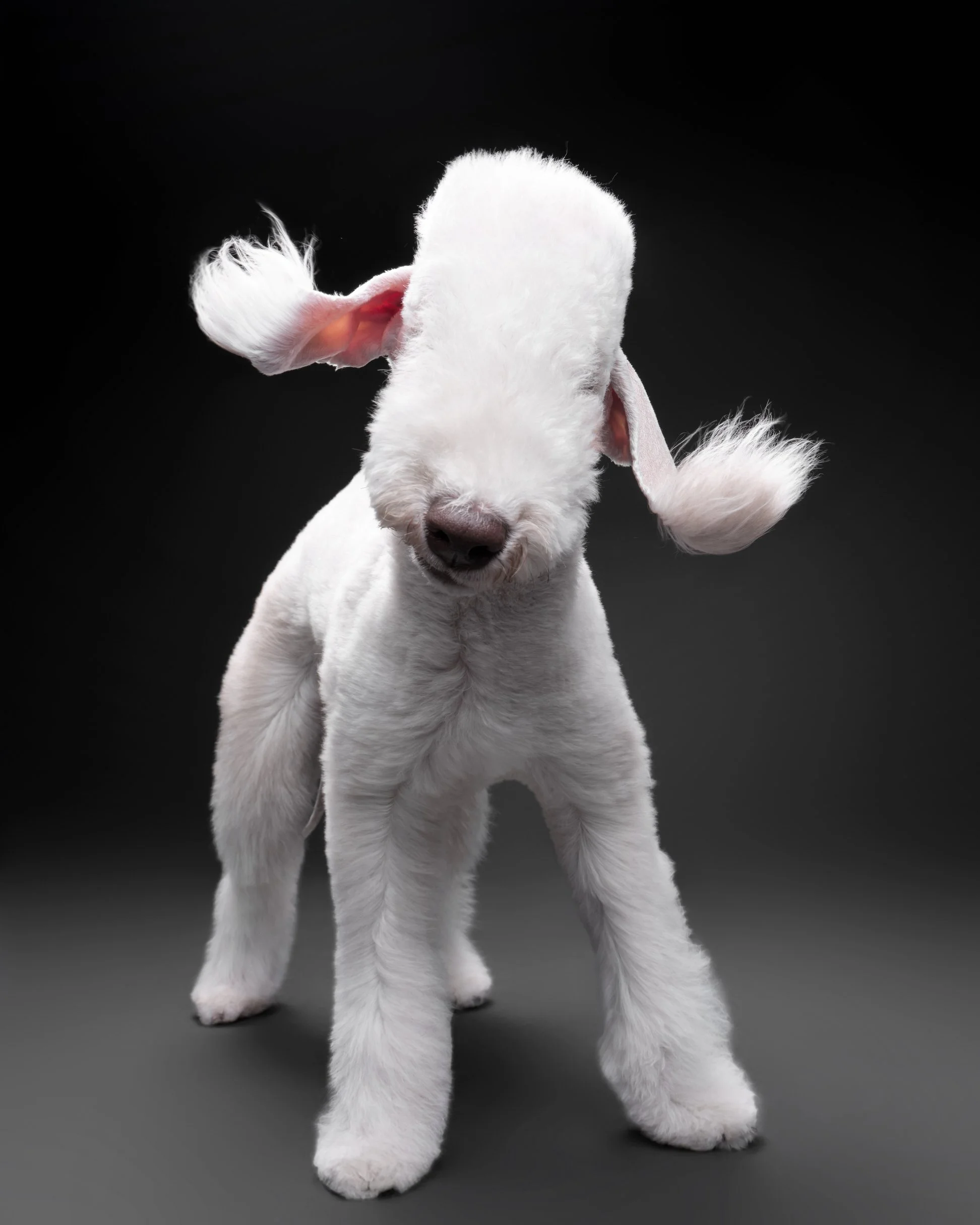 019-Butch McCartney Dog Photographer.jpg