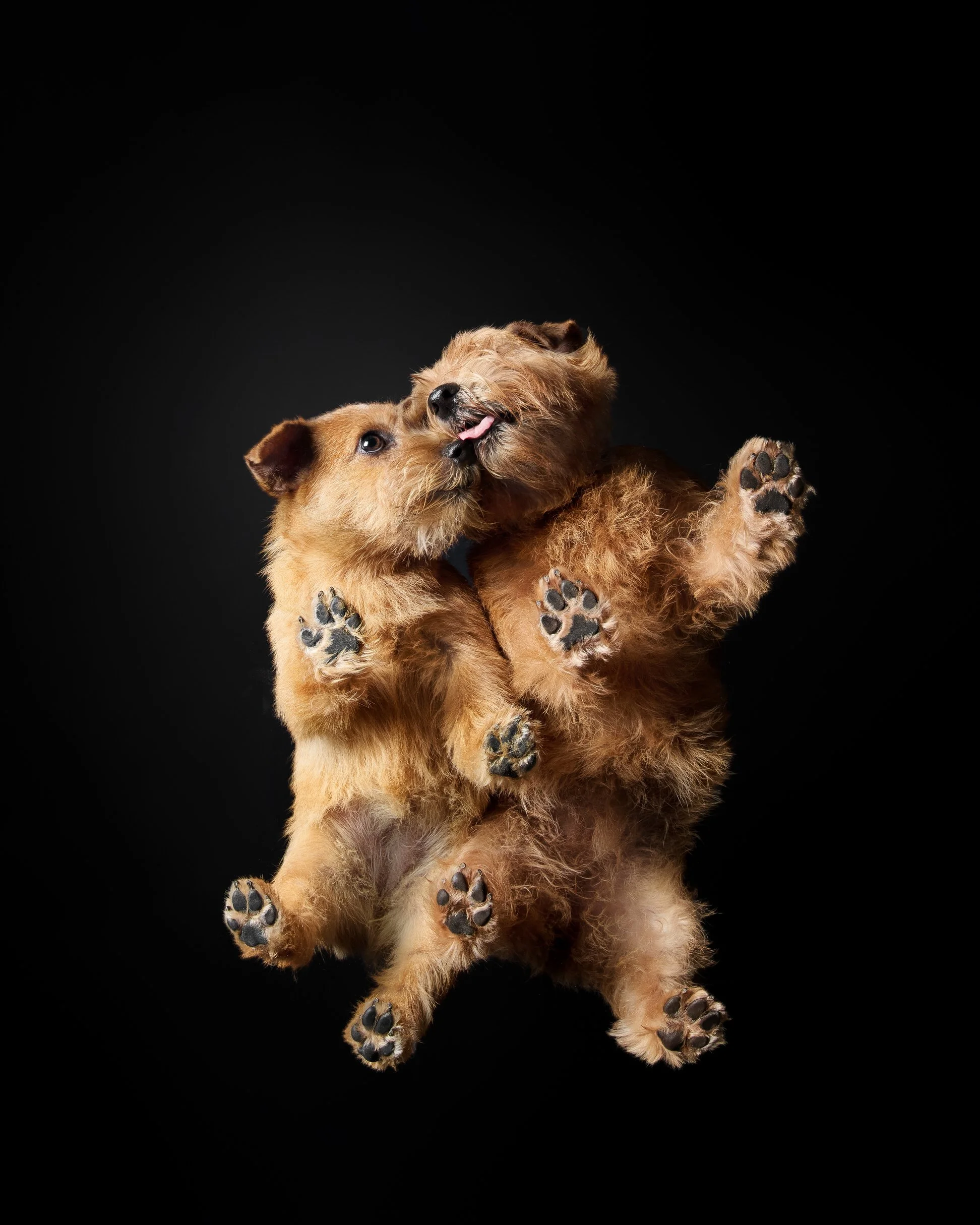 023-Butch McCartney Dog Photographer.jpg