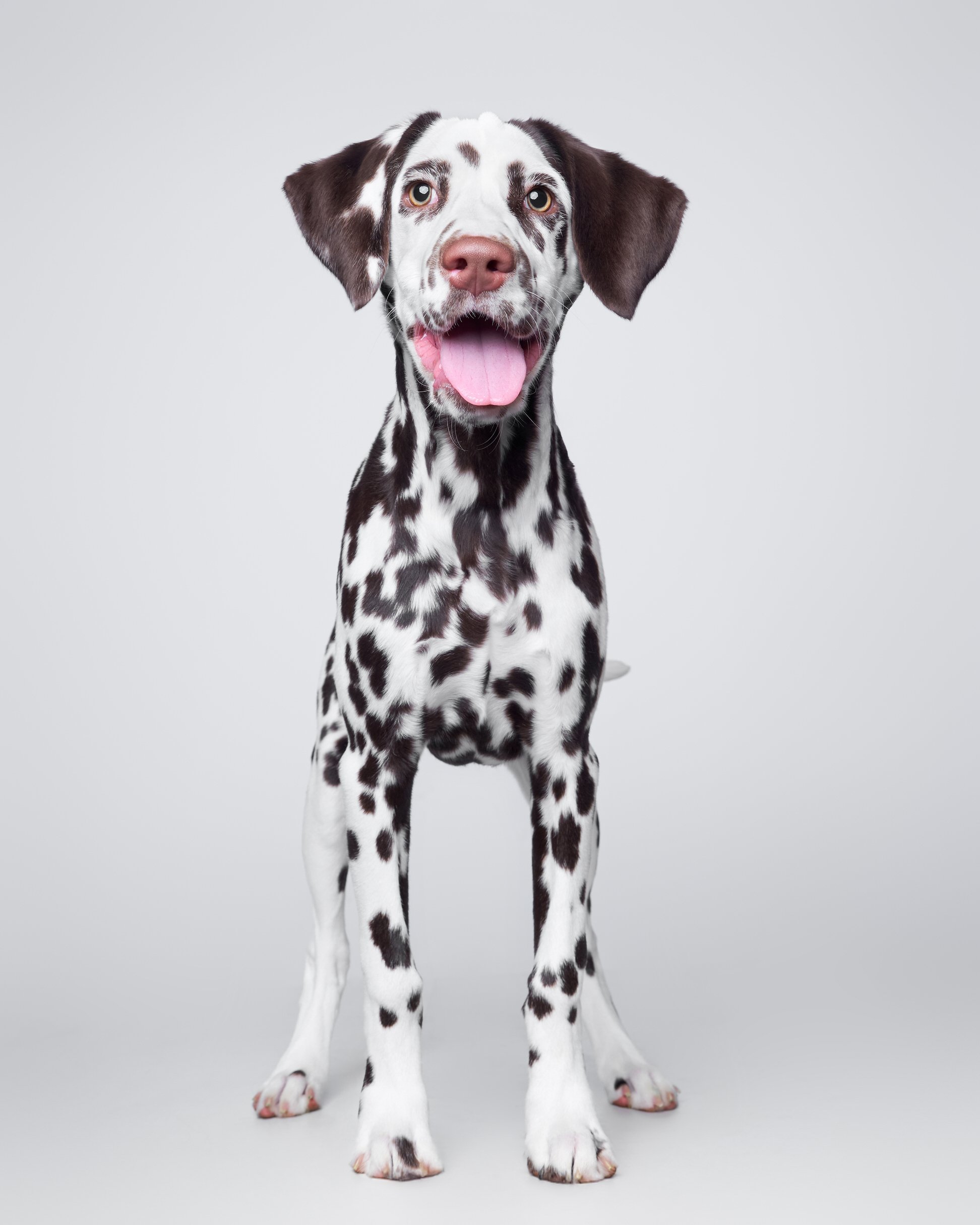 024-Butch McCartney Dog Photographer.jpg