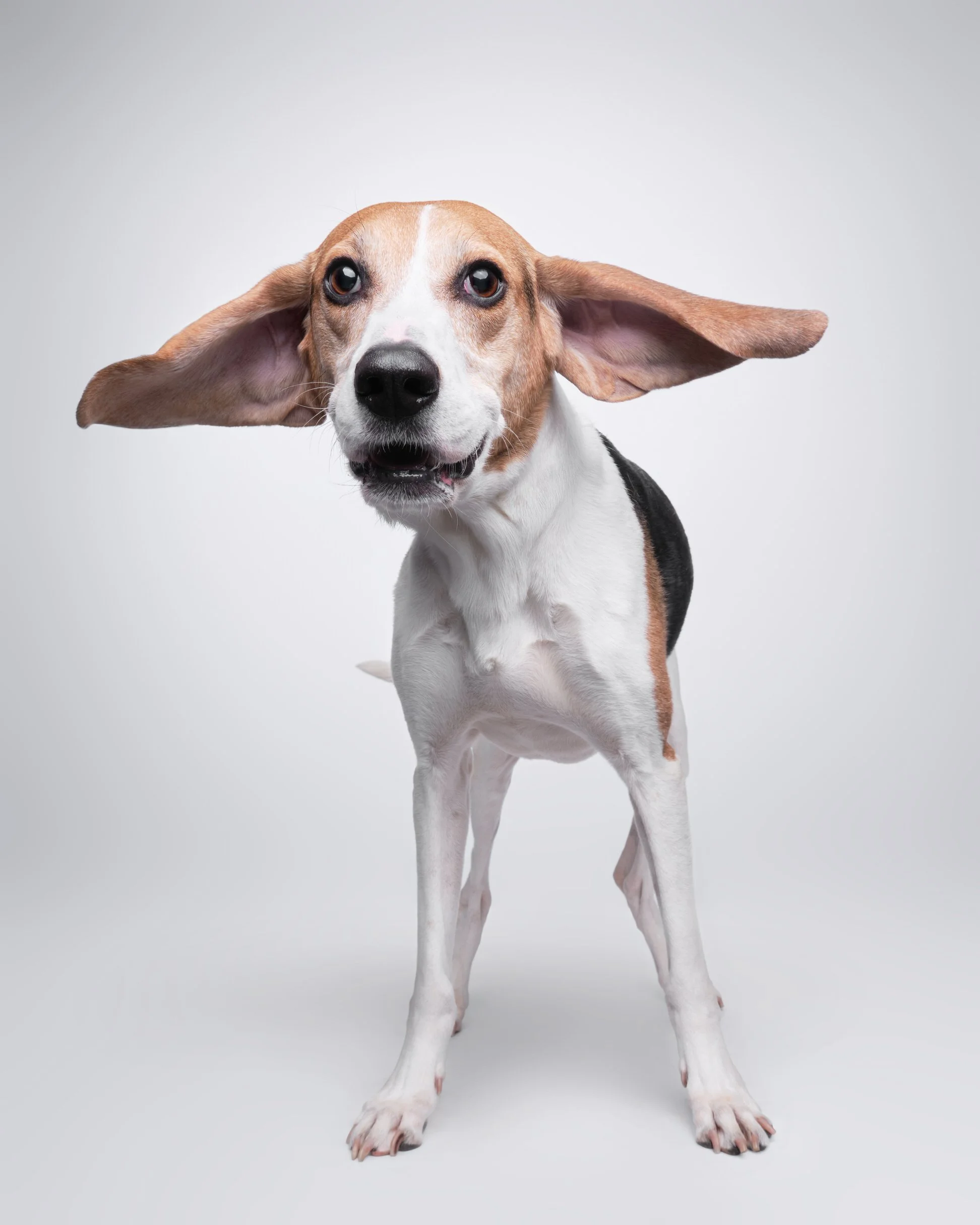 025-Butch McCartney Dog Photographer.jpg