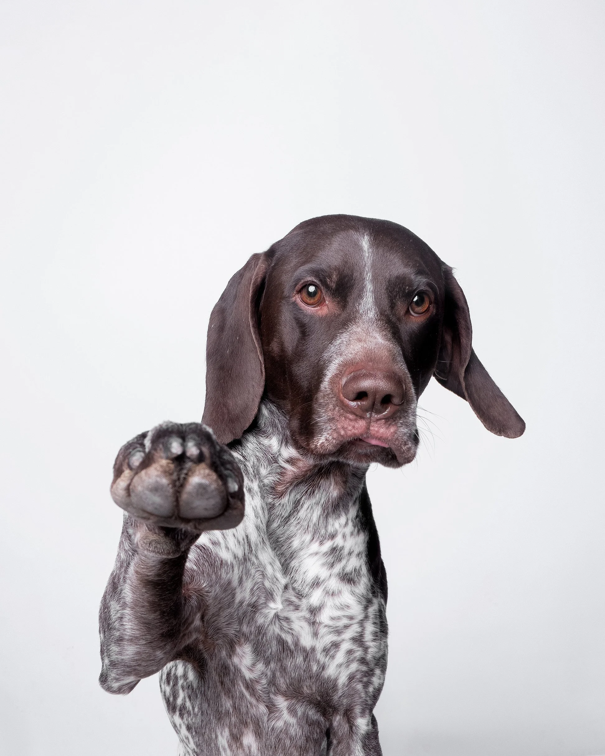 026-Butch McCartney Dog Photographer.jpg